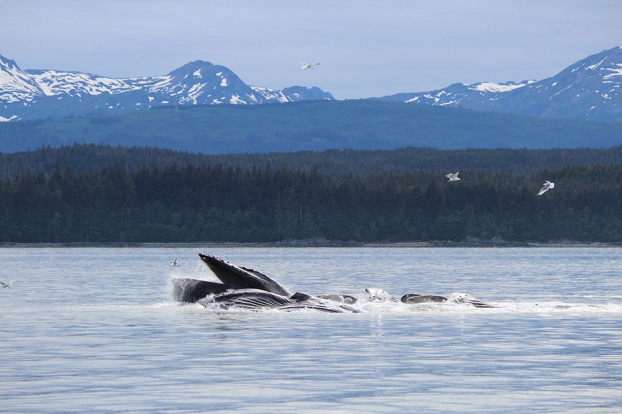 Humpback Whales In Glacier Bay