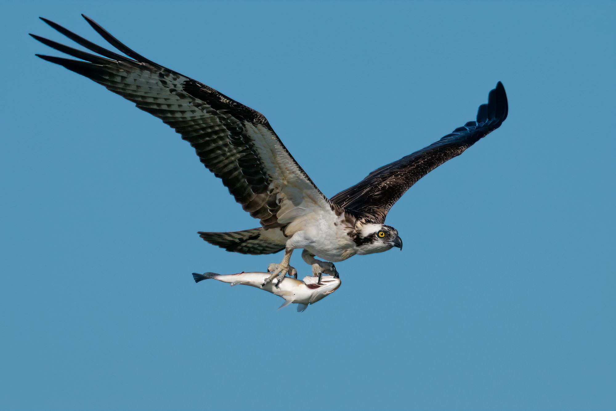 Abundance Of Wildlife In Alaska 