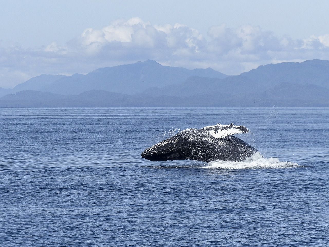 Humpback Whale In Alaska