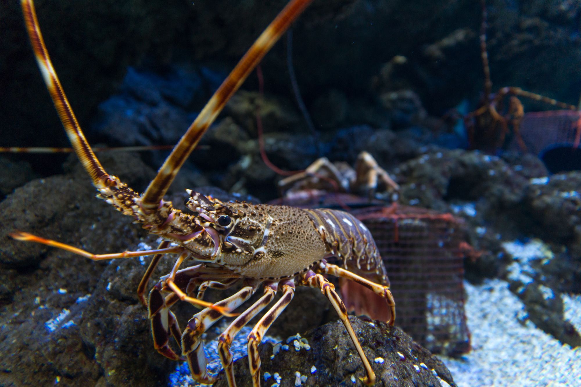 Lobster Gloves for Florida Lobstering