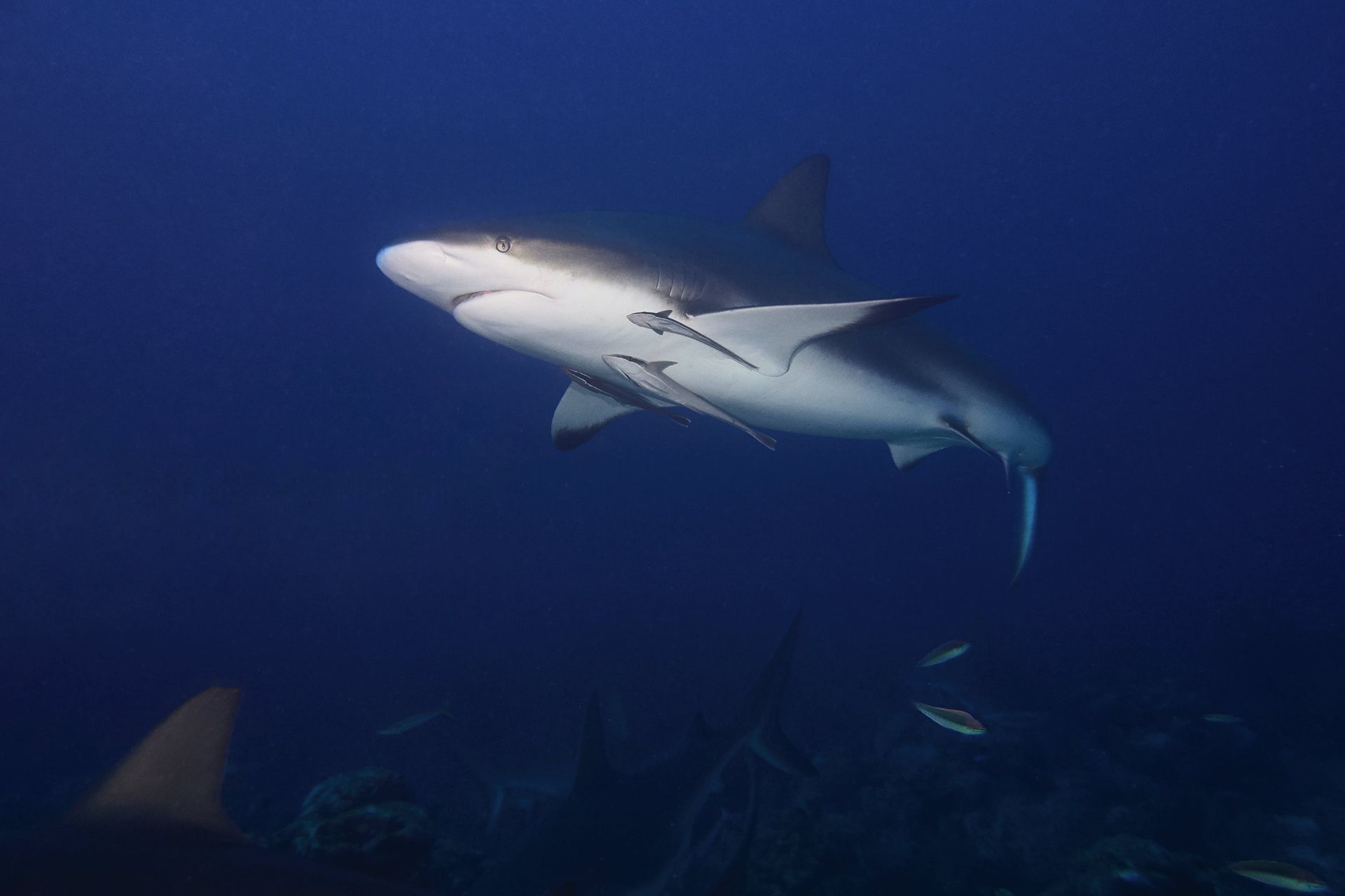 Bull Shark Patrolling Gulf Coast 
