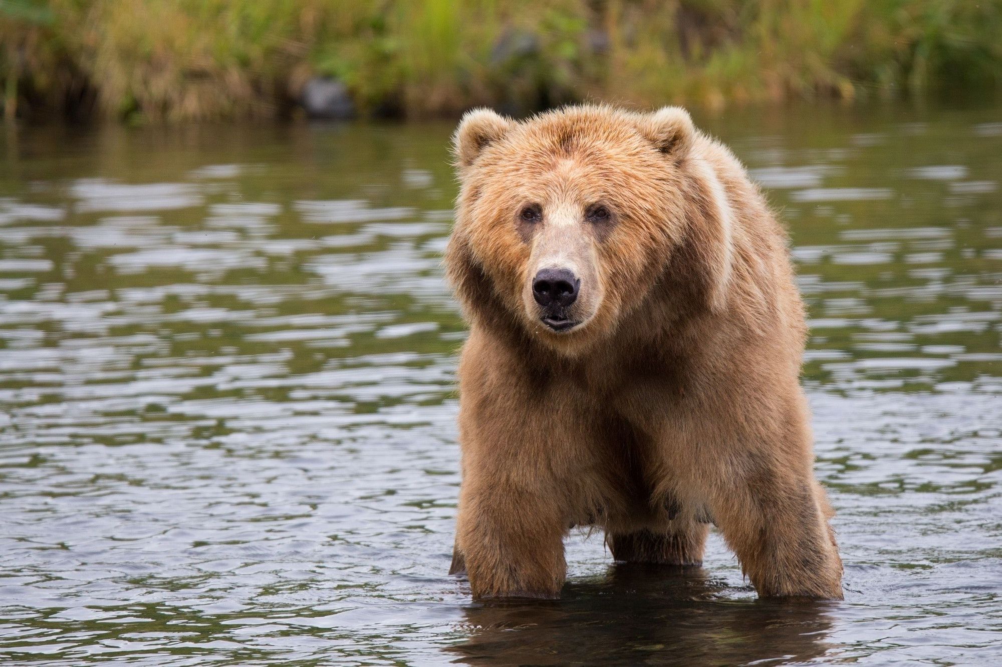 Brown Bear In Alaska (Bear Country)