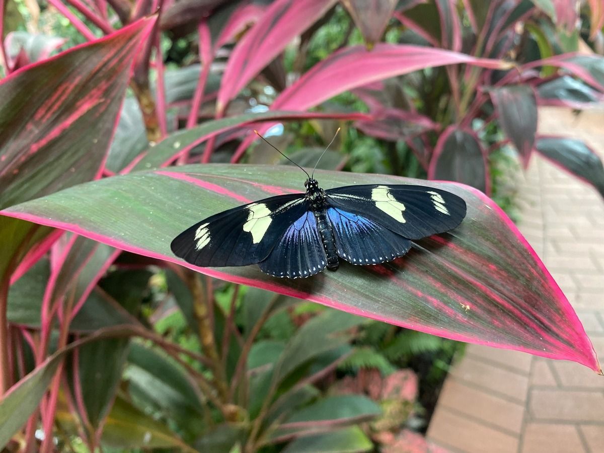 The Magical Key West Butterfly And Nature Conservatory