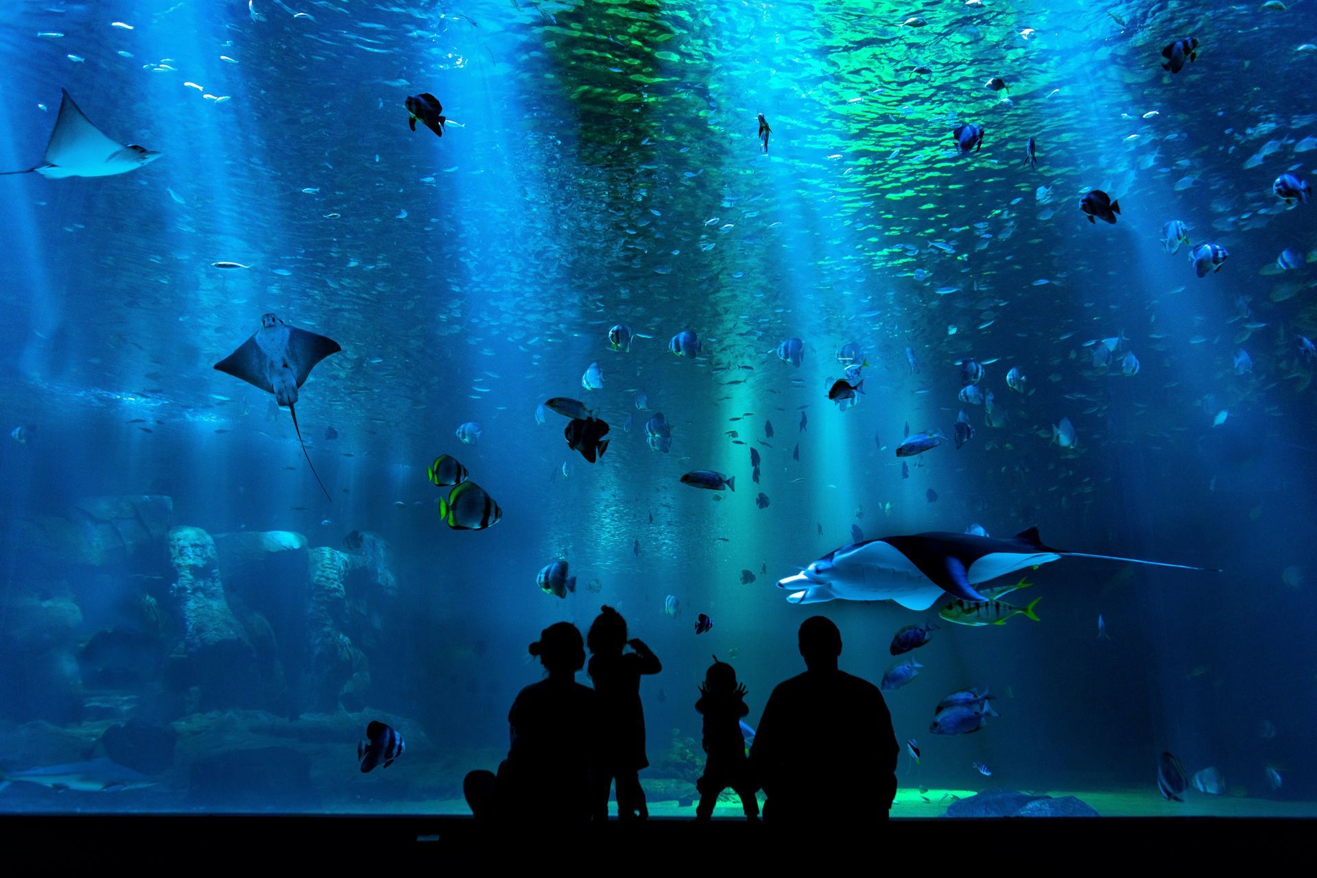 Silhouette Of People Looking At Aquarium