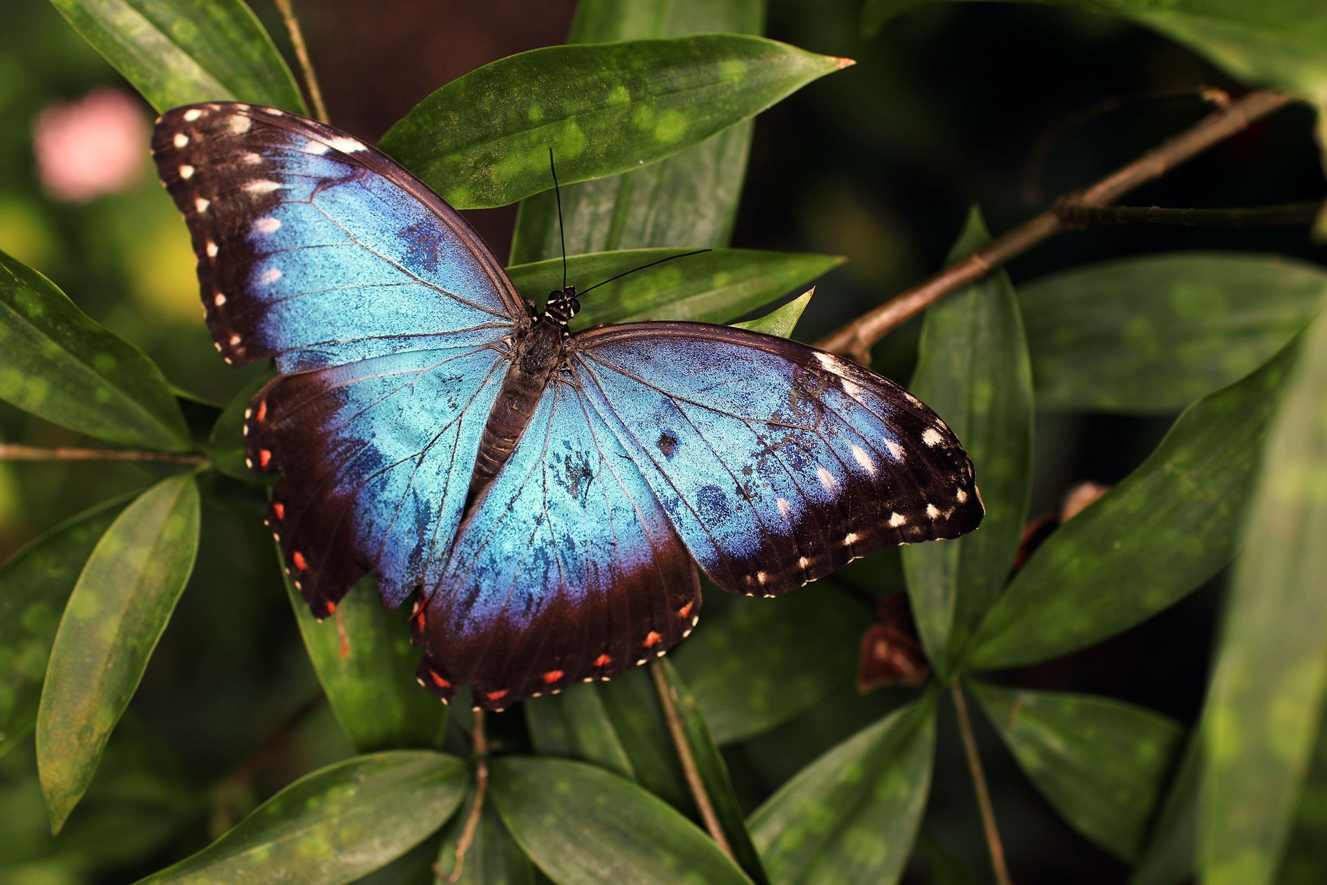 Key West Butterfly And Nature Conservatory