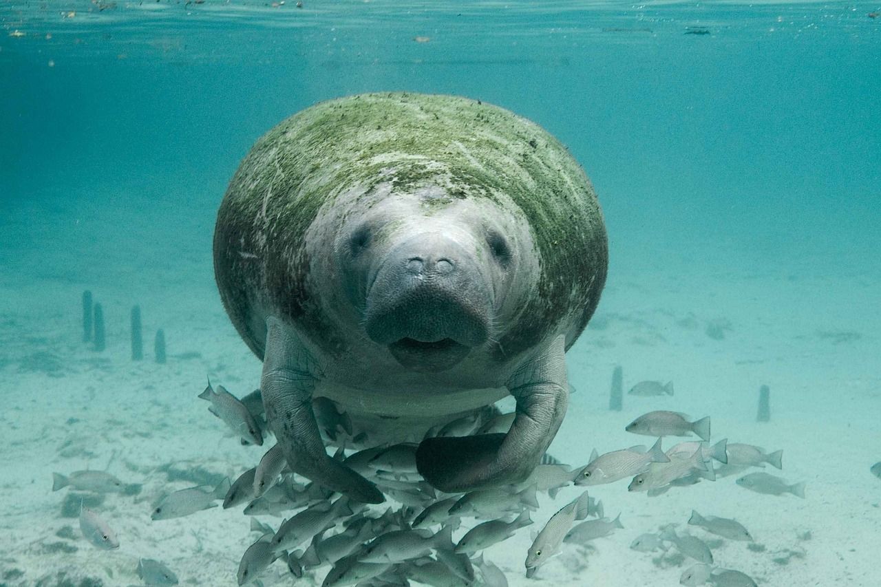 Key West Manatees