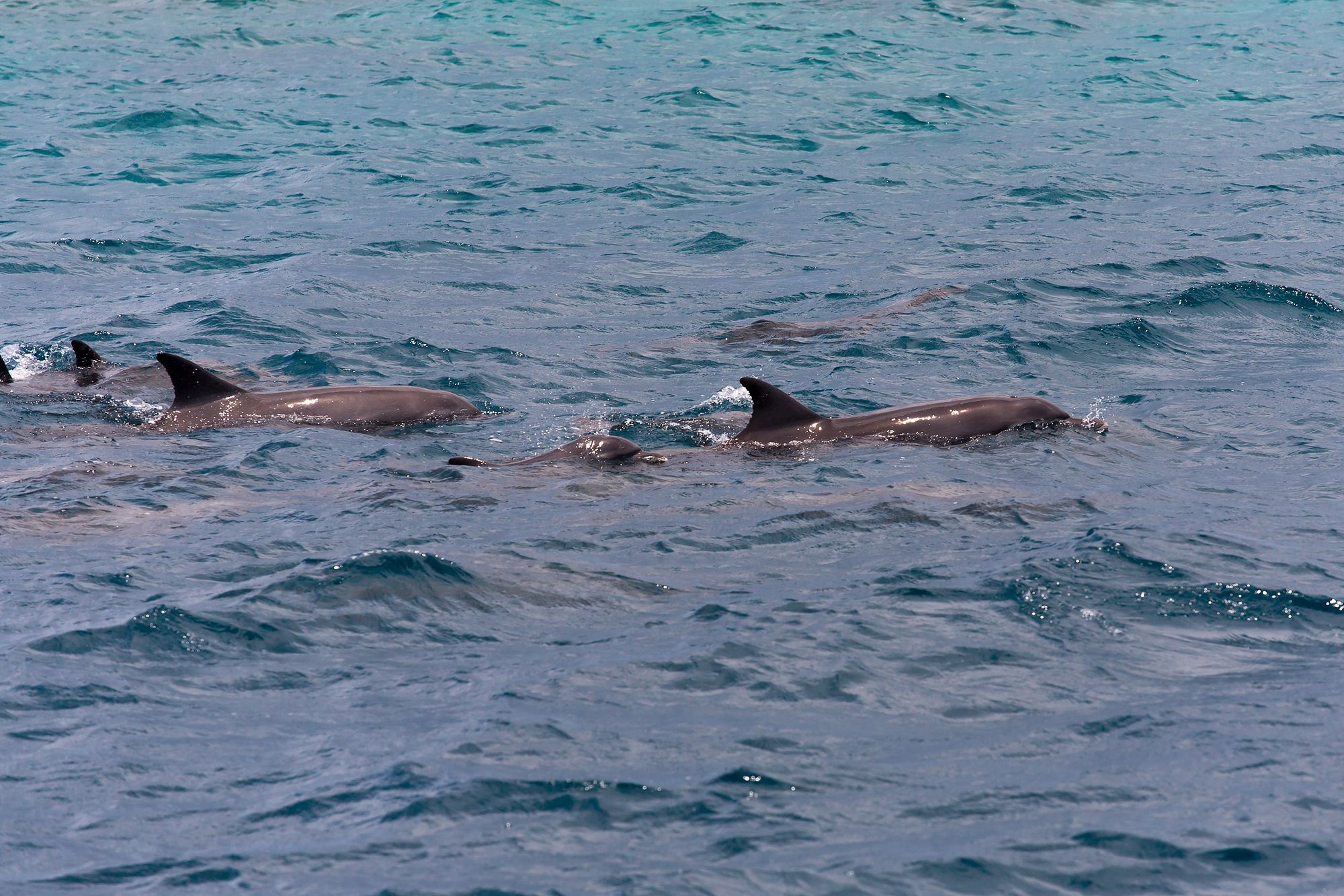 Dolphin Watching Labor Day At Clearwater Beach