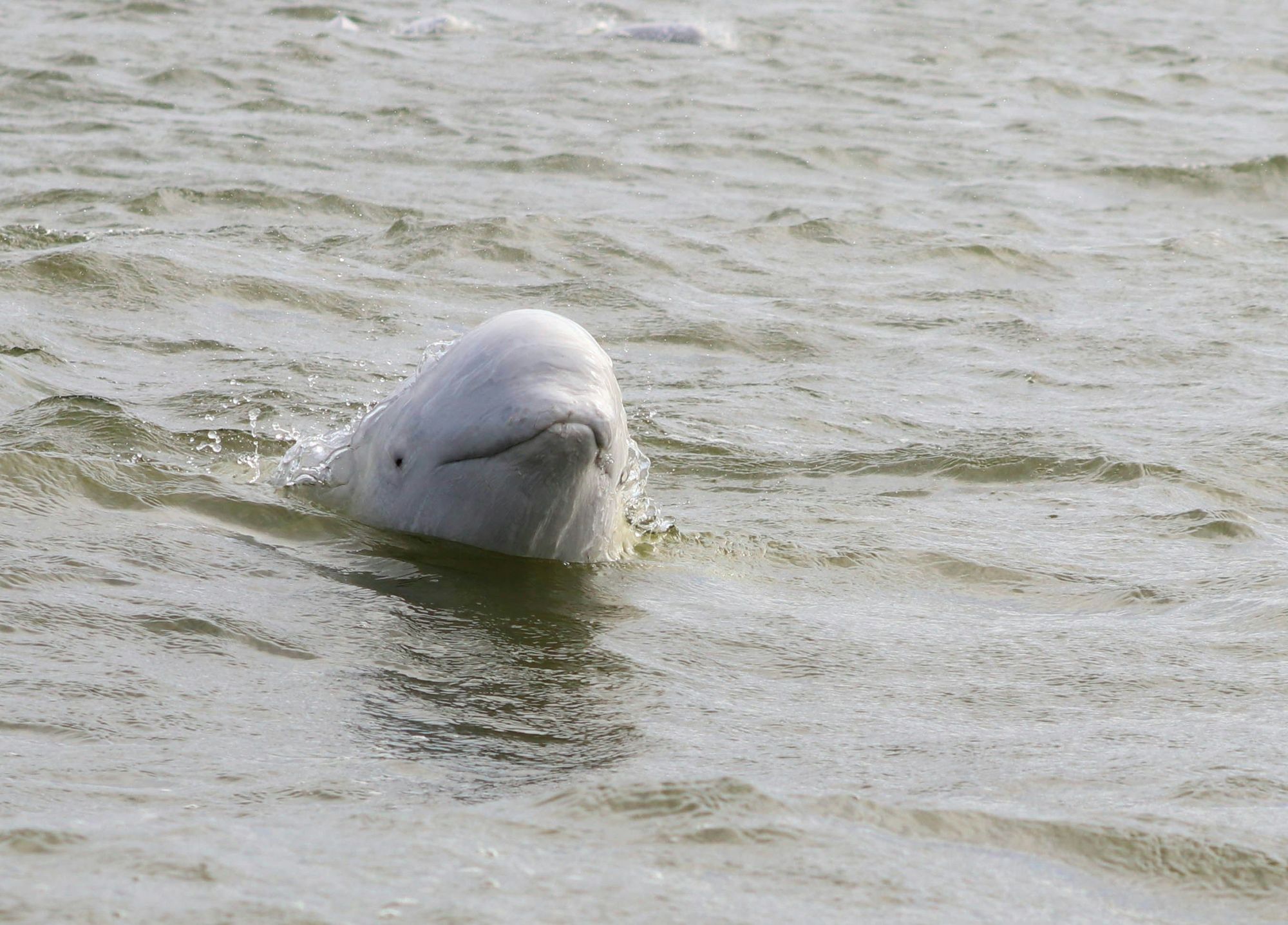 Spot Beluga Whales In Turnagain Arm