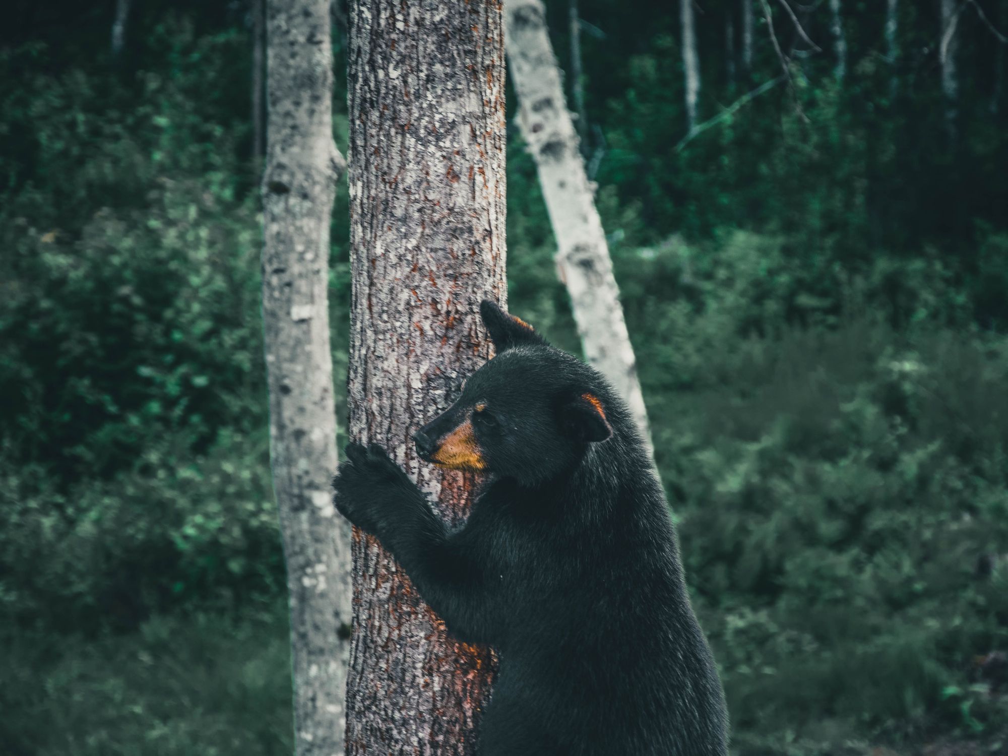 Black Bear Climbing A Tree