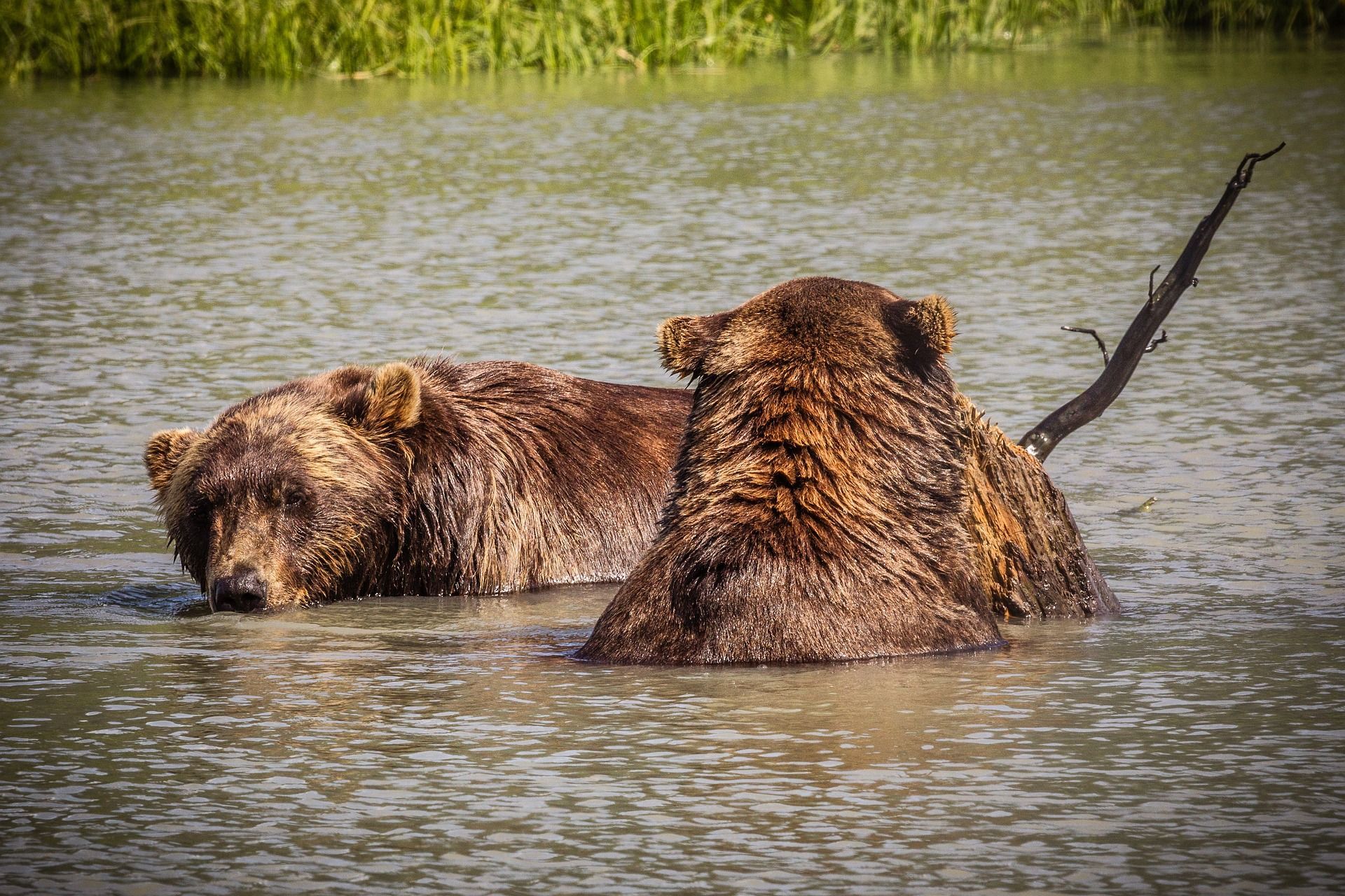 Bears Near Icy Strait Point, Alaska