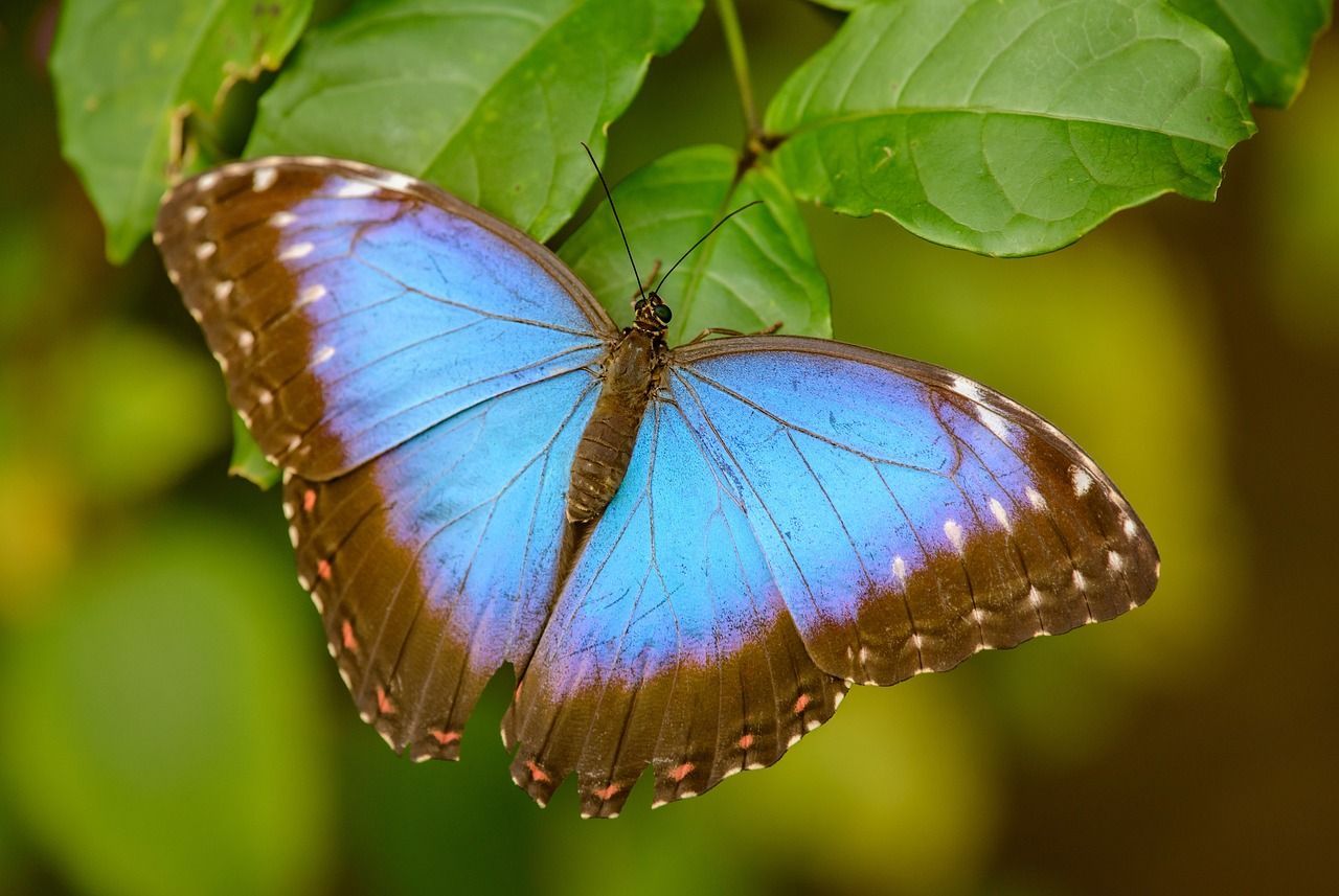 Key West Butterfly And Nature Conservatory