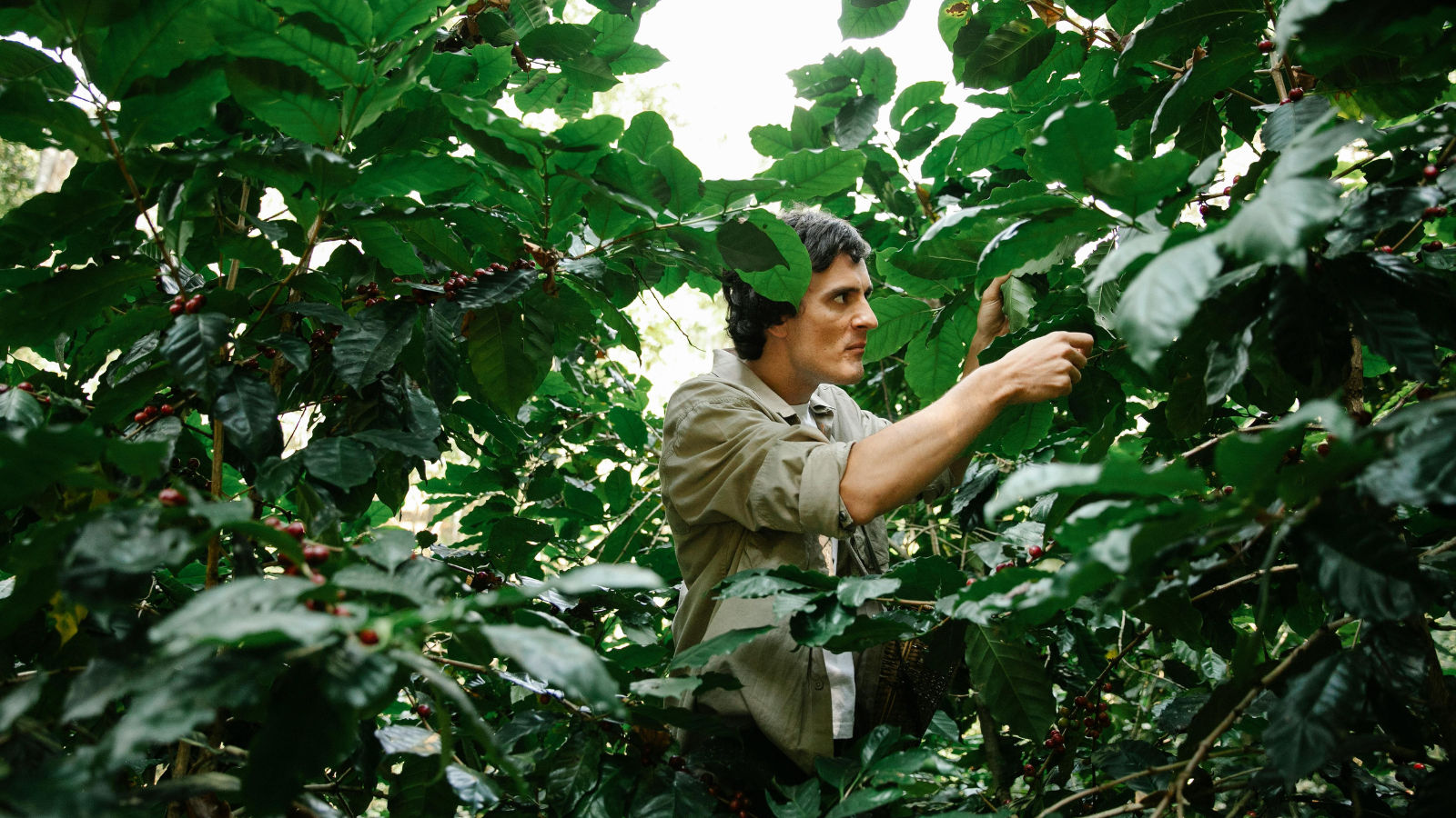 green world coffee farm