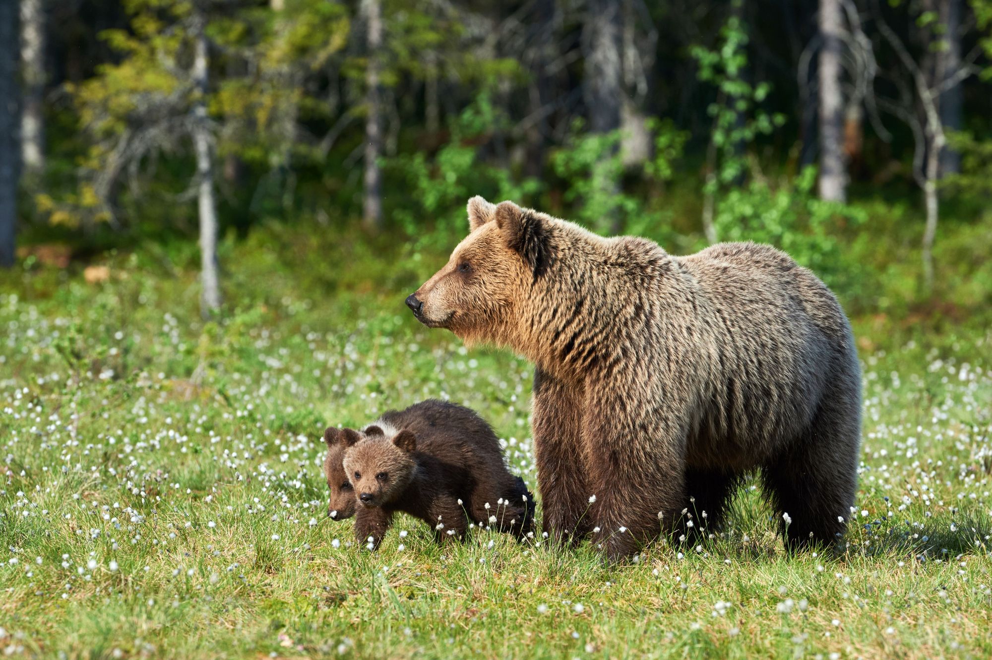 Bears In Chichagof Island