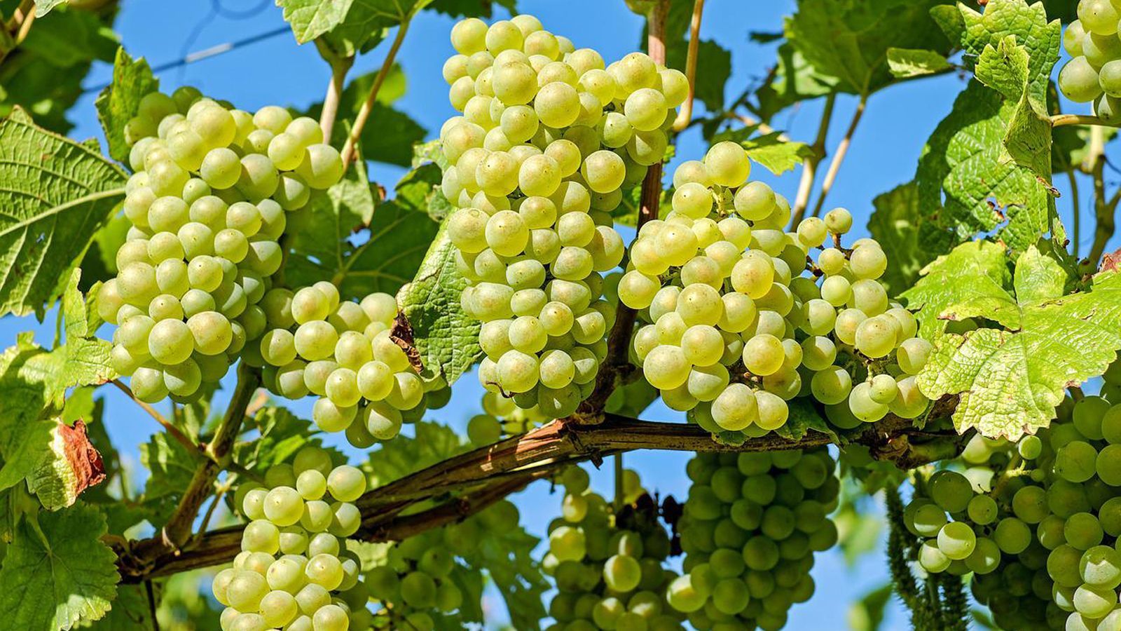 Grape Creek Vineyards