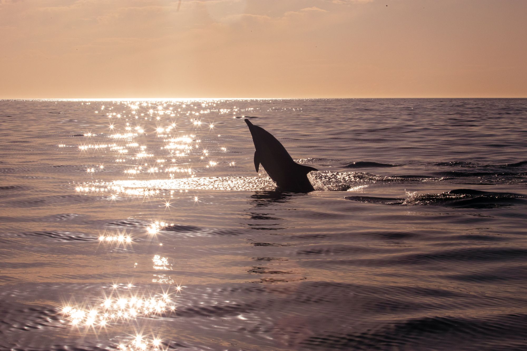 Dolphin In The Sunset At Salt Shack On The Bay