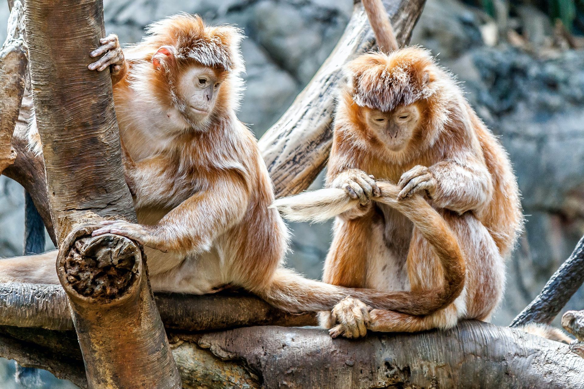 Monkies - Minnesota Zoo 