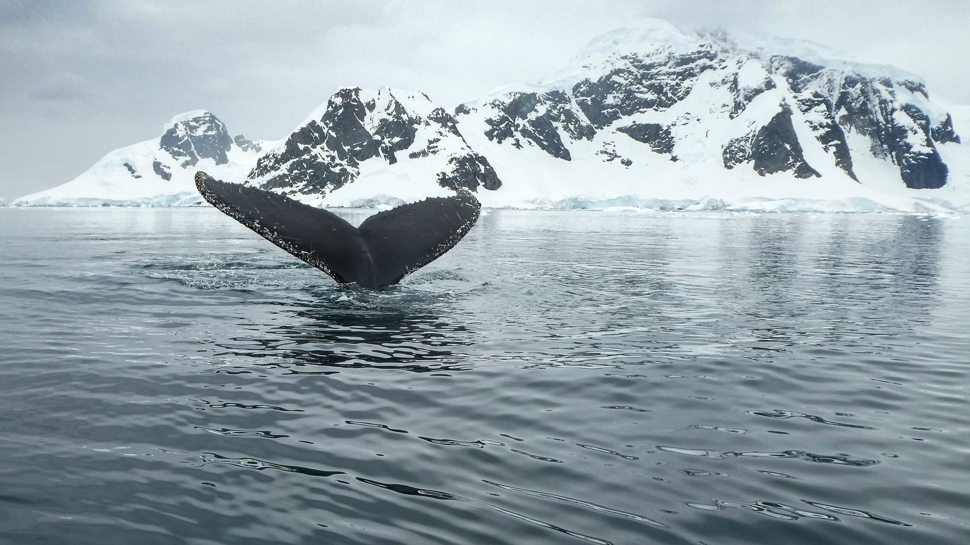 Experience Whale Watching In Kenai Fjords National Park
