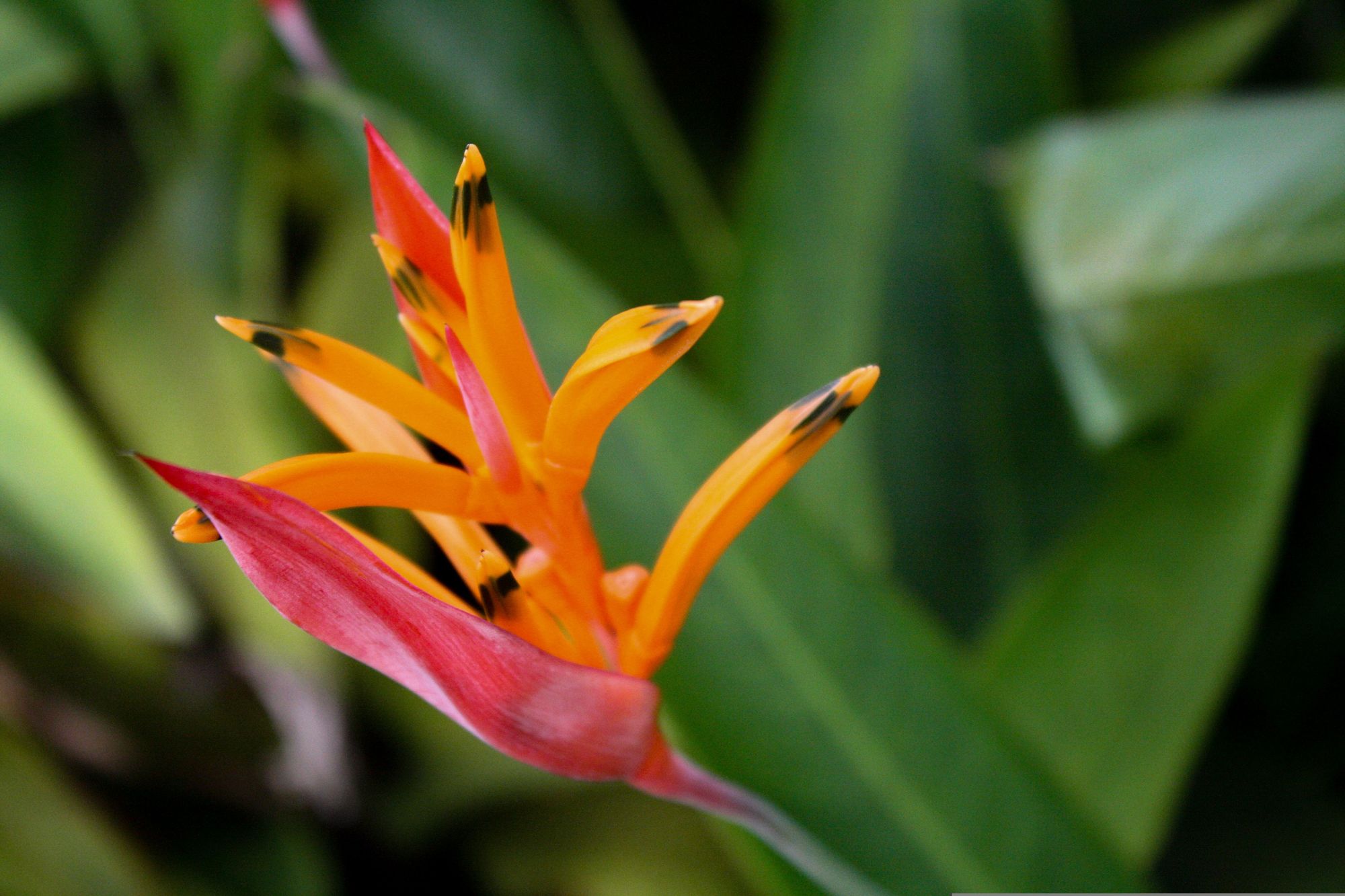 Lyon Arboretum Botanical Gardens in Oahu, Hawaii