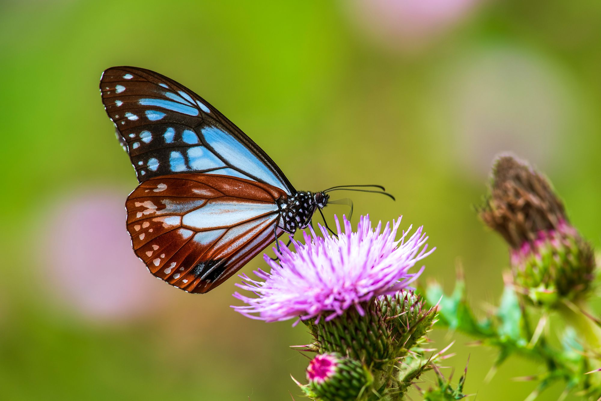 Visit Key West Butterfly And Nature Conservatory