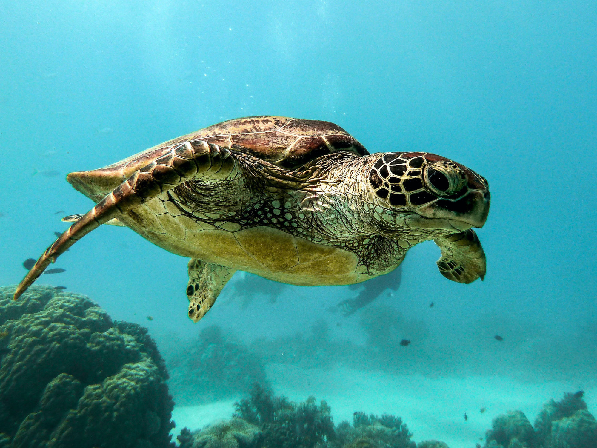 Sea Turtles In Makua Beach