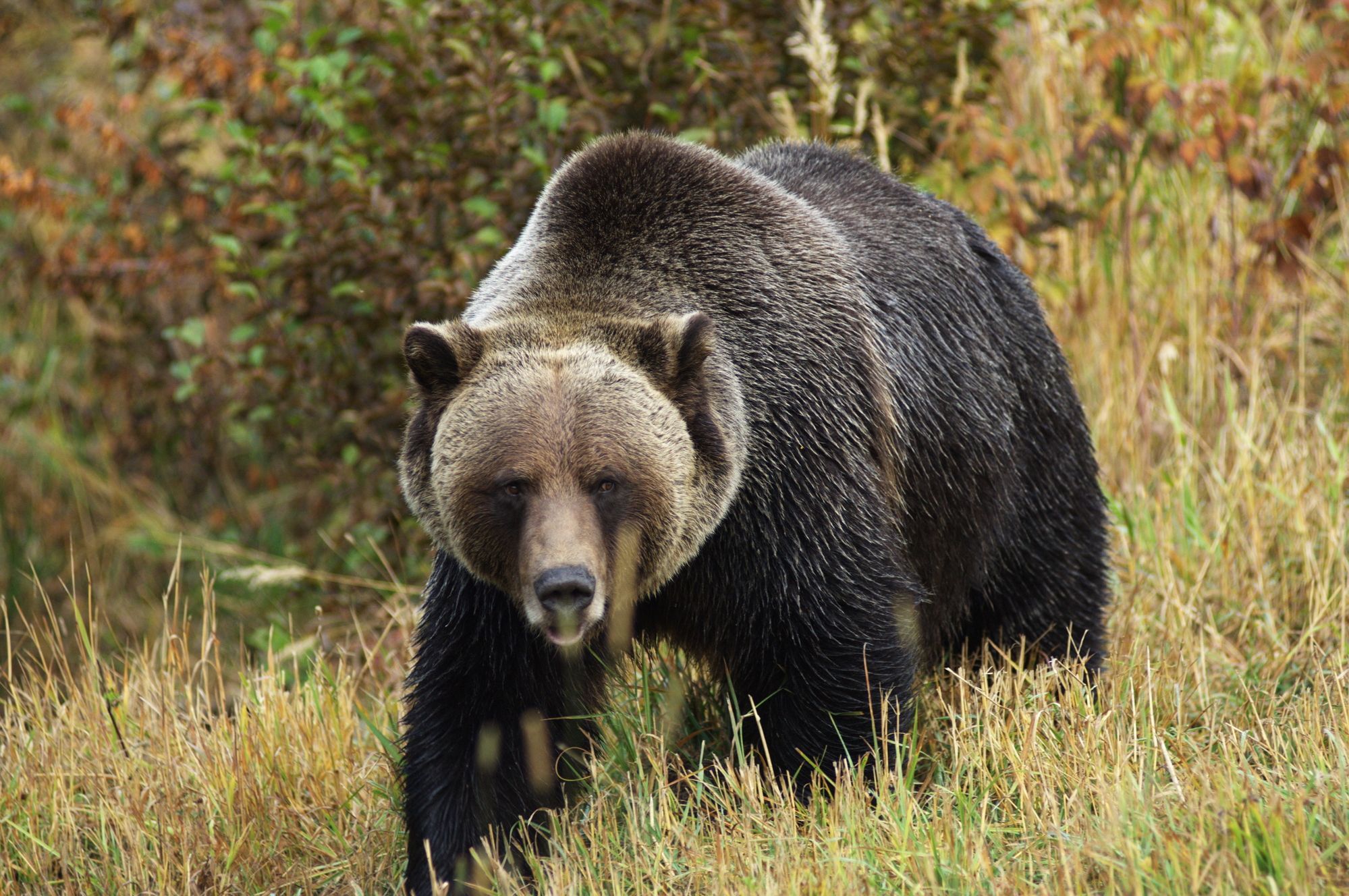 Grizzly Bears In Alaska In Summer Months