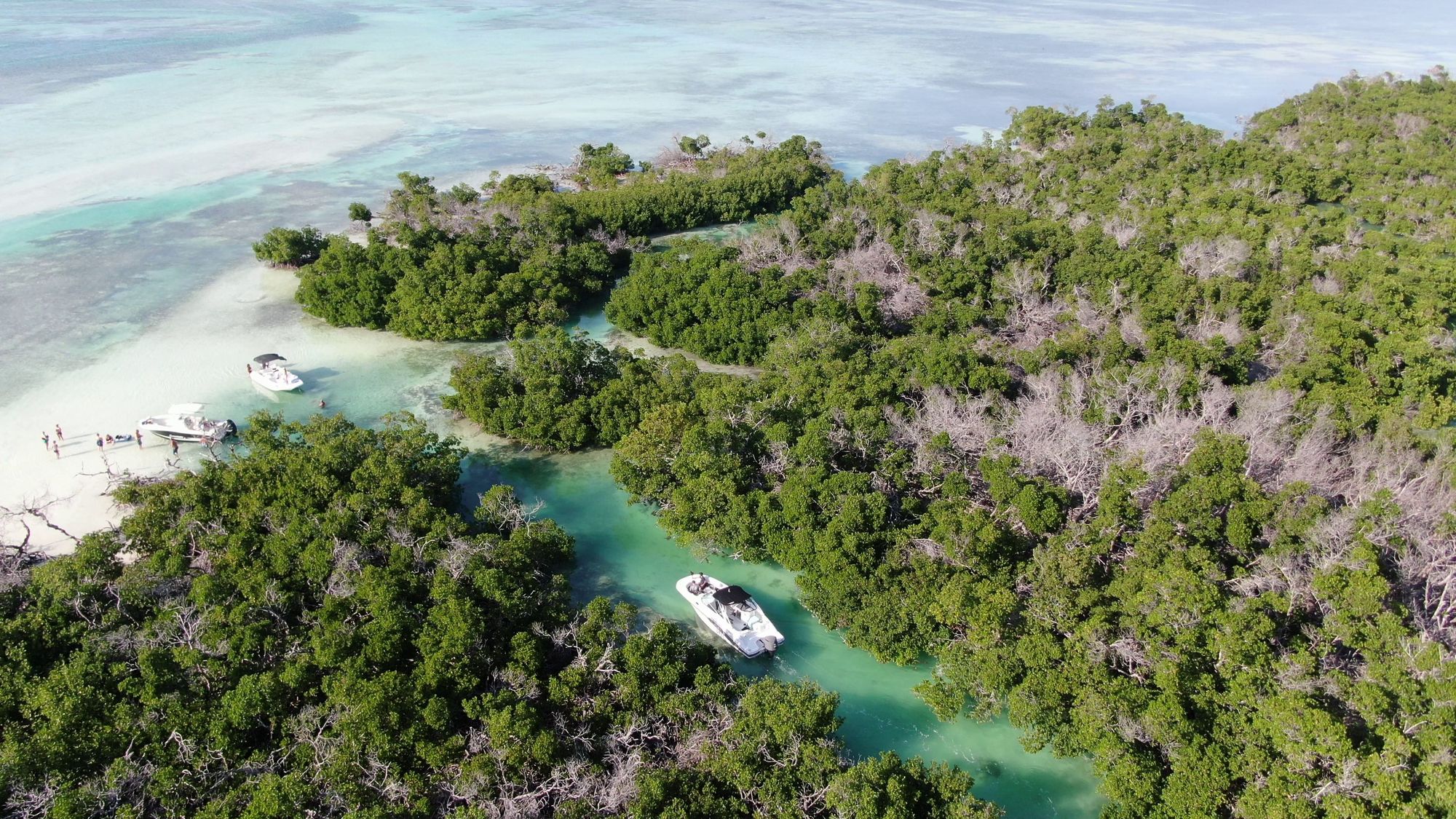 Key West Animals And Fish Species Of The Mangrove Tunnels