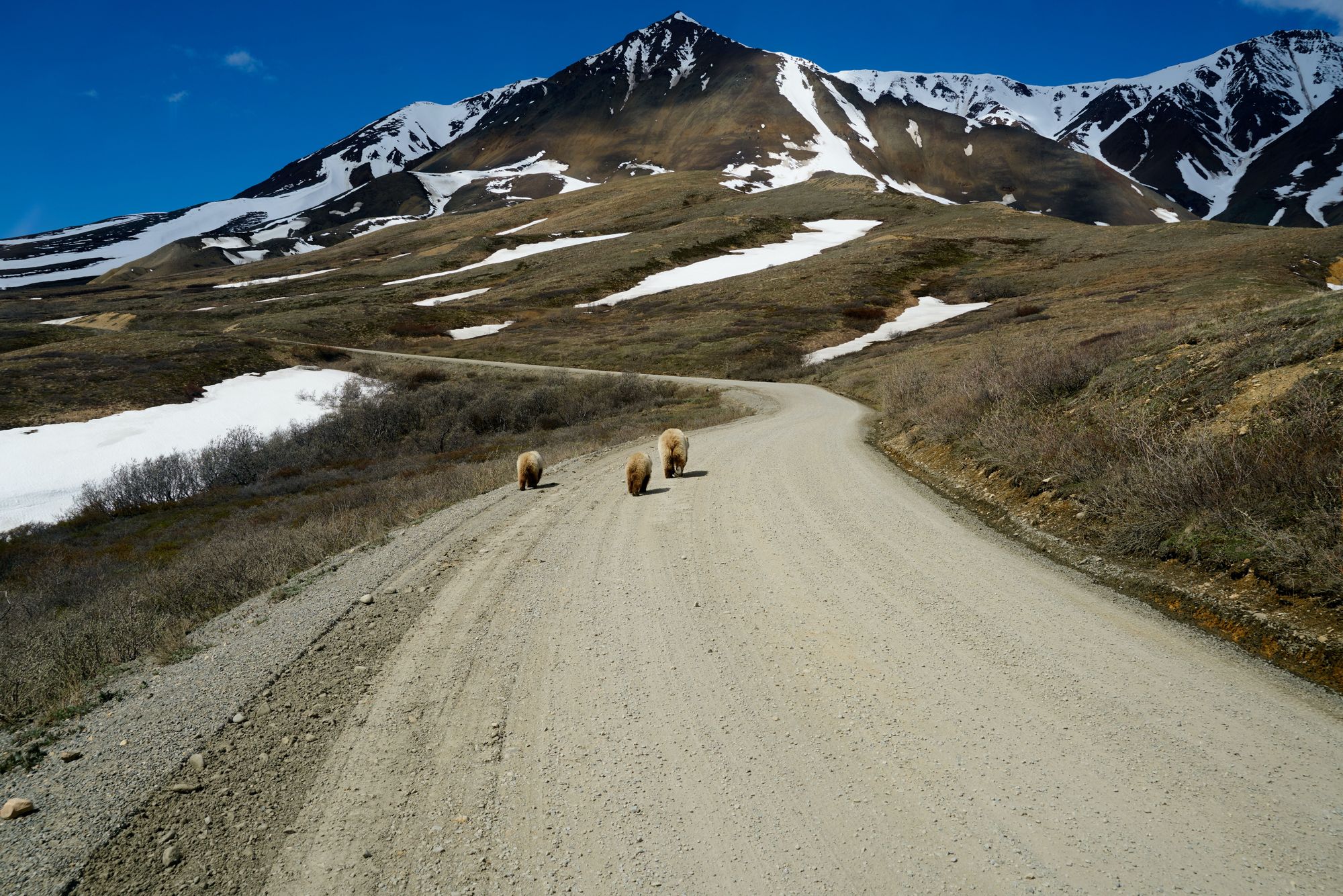 Bears In Alaska - Bear Viewing