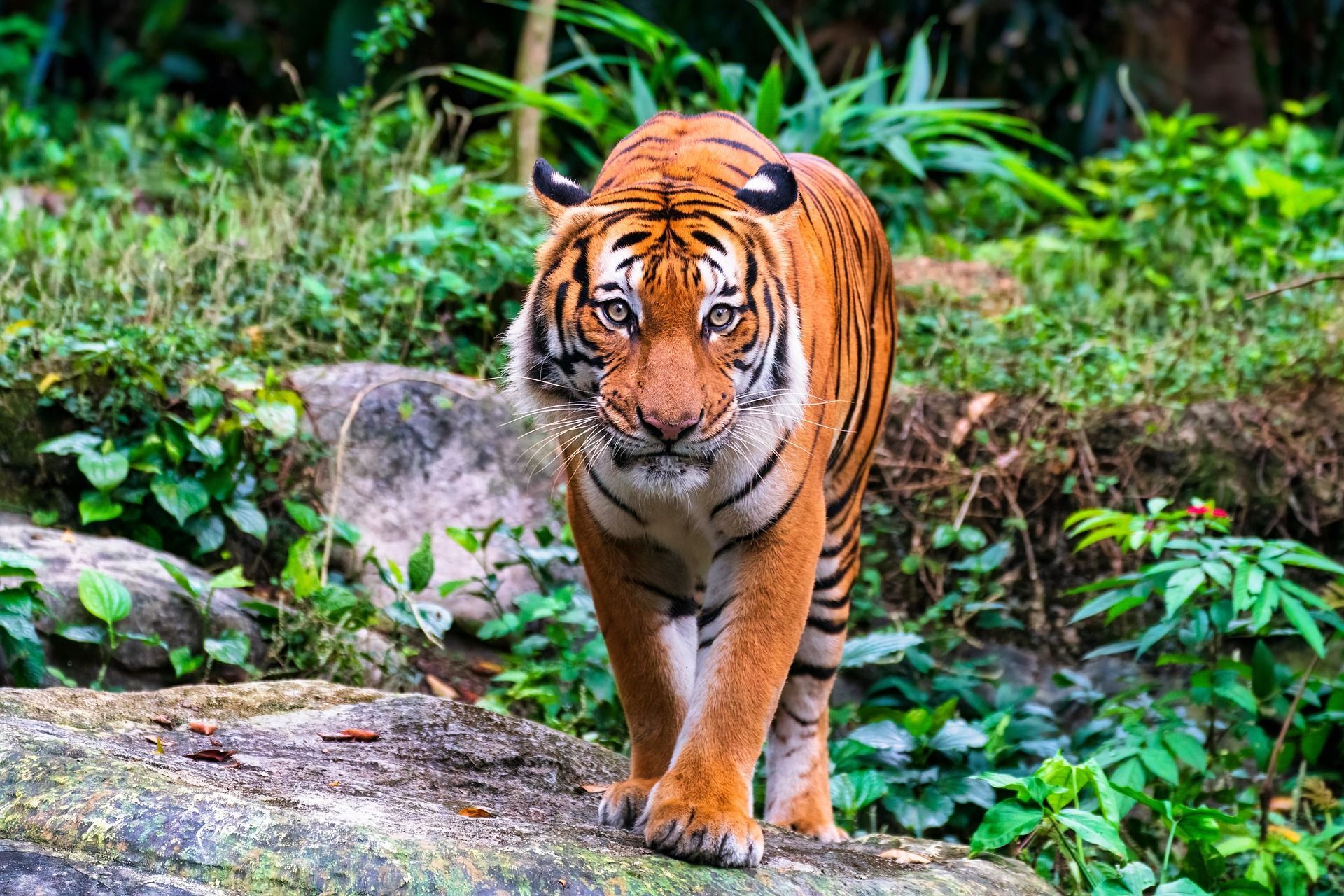 Malayan Tiger At Zoo Tampa In Lowry Park