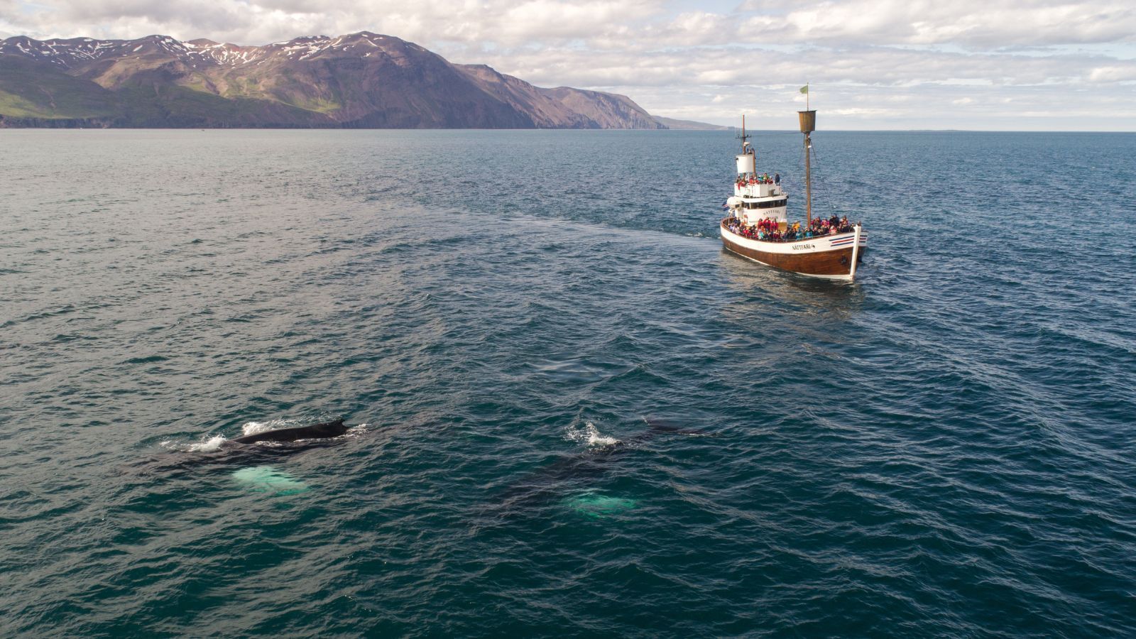 Whale Watching In Alaska