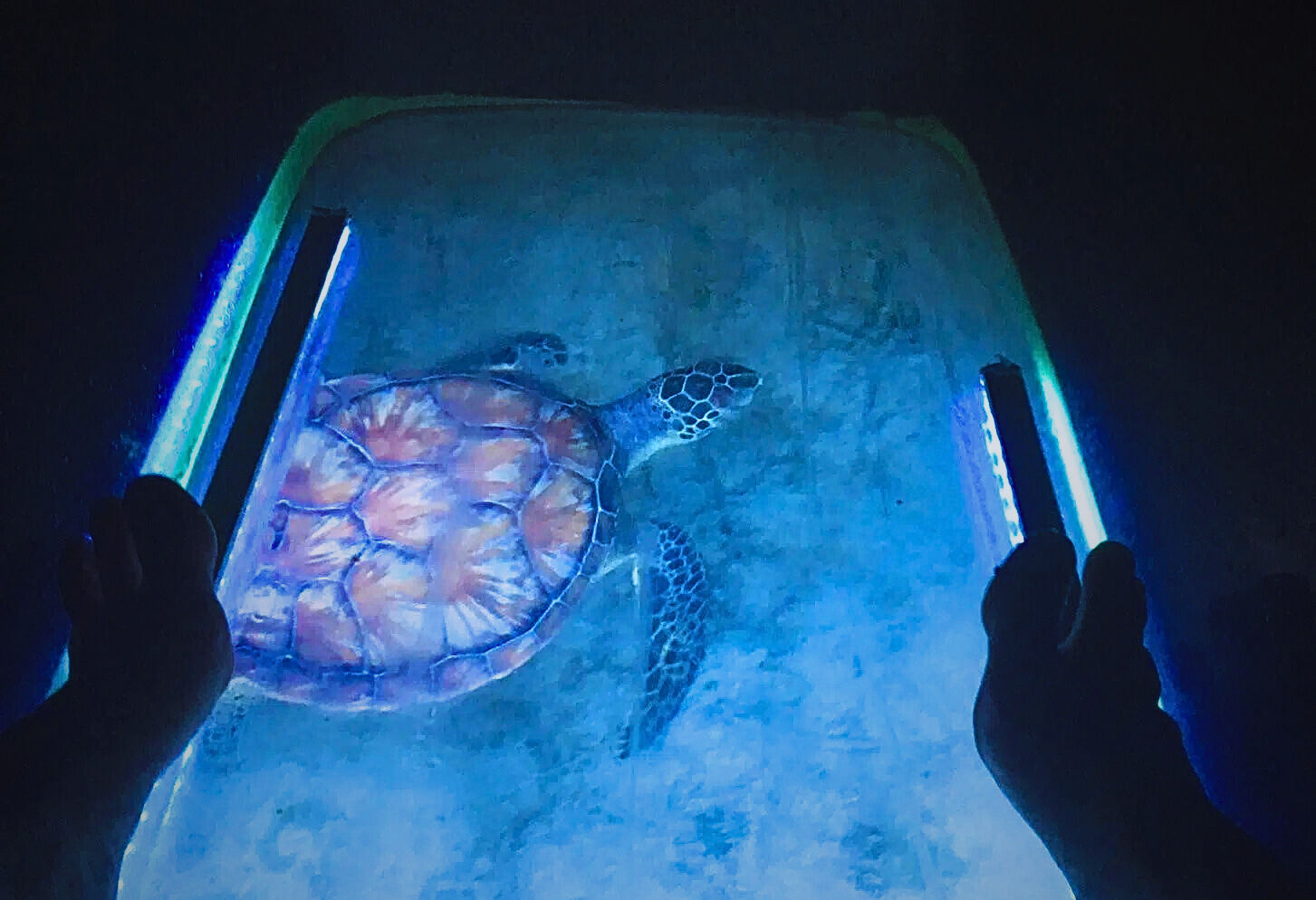 Sea Turtle - Key West Night Kayak