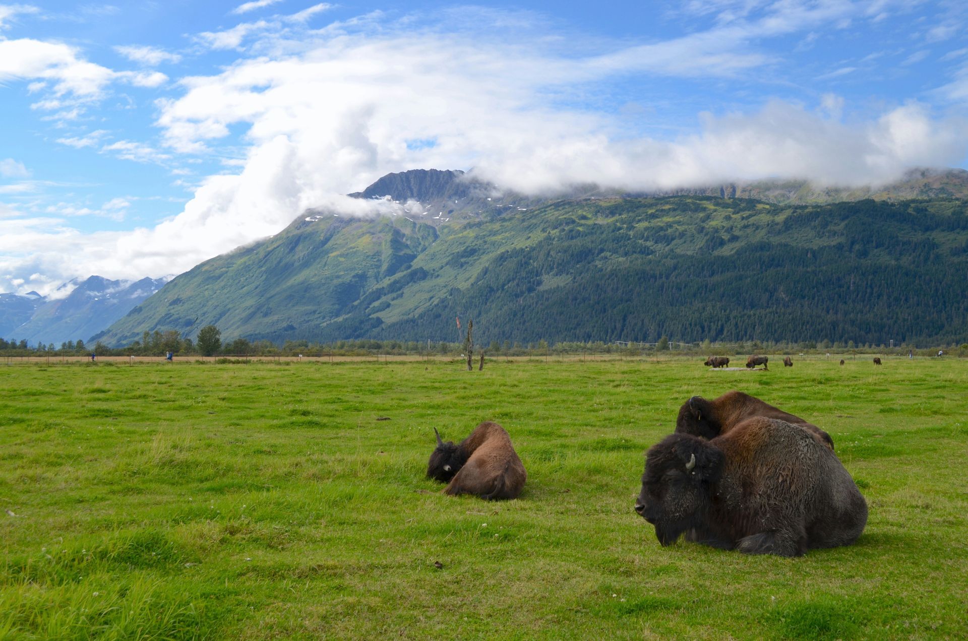 Bisons In Alaska Wildlife Conservation Center