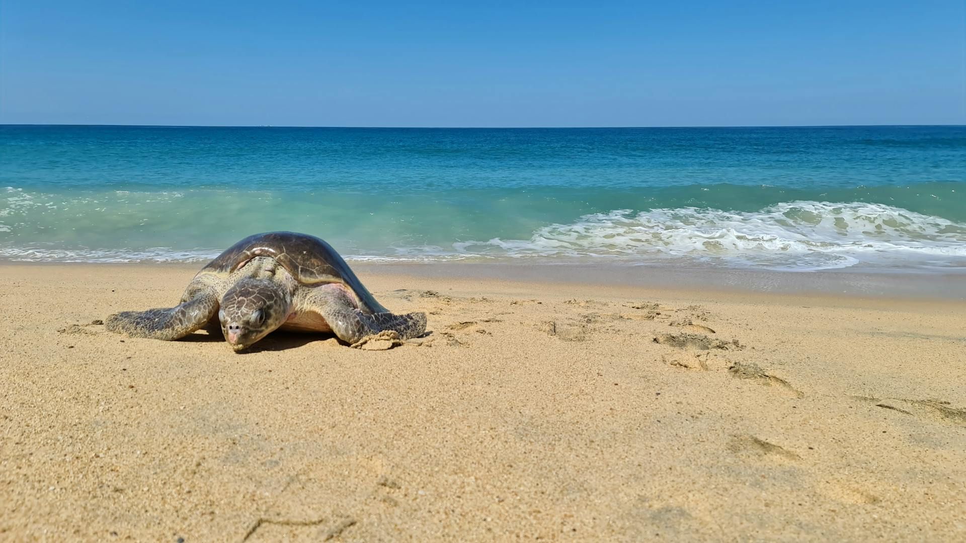 Sea Turtle At Laniakea Beach