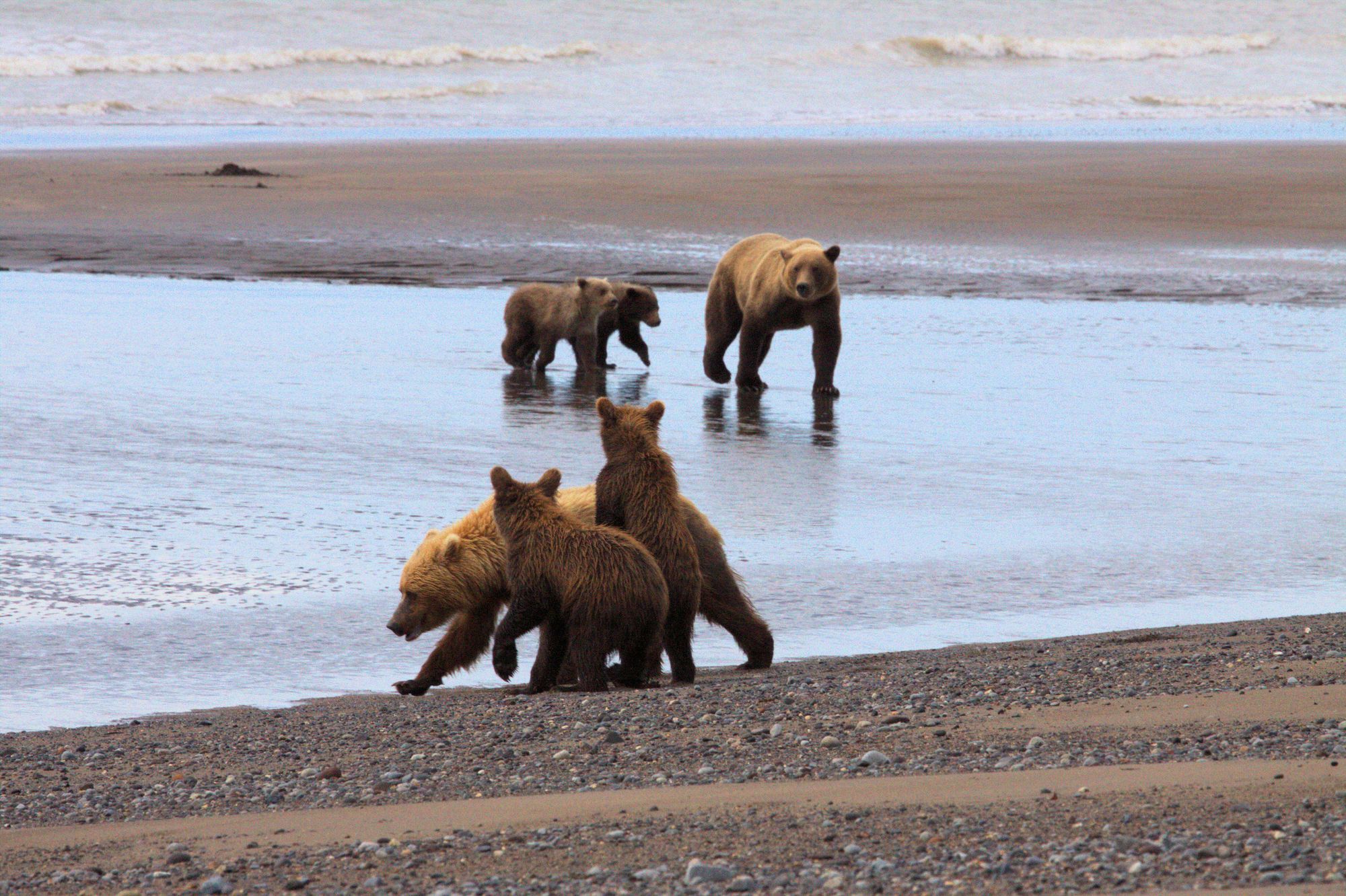 Bear Viewing At Lake Clark National Park And Preserve - Black And Brown Bears