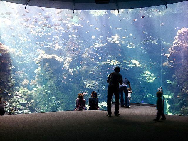 Steinhart Aquarium at the Cal Academy in Golden Gate Park