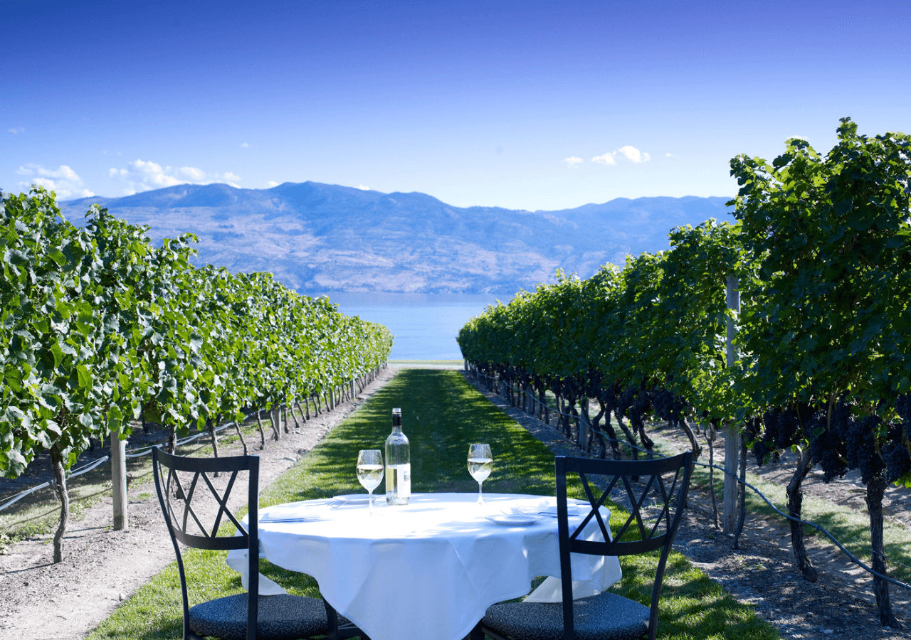 Green vineyard with table and wine between vines looking over a lake at Quails Gate Estate Winery