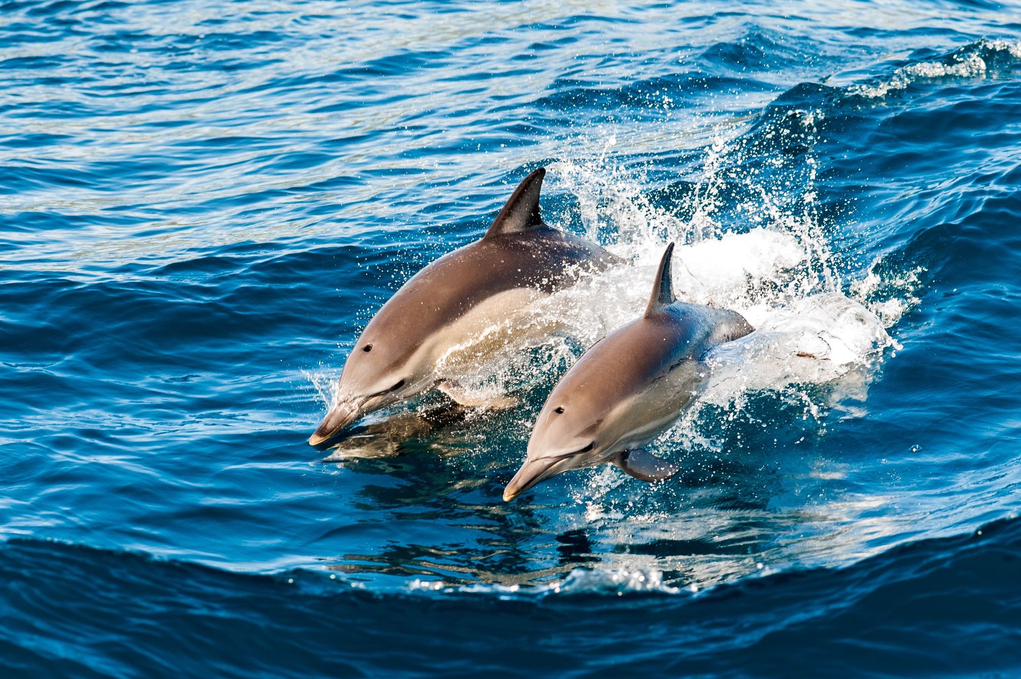 Key West Dolphin Watch And Snorkel Adventure