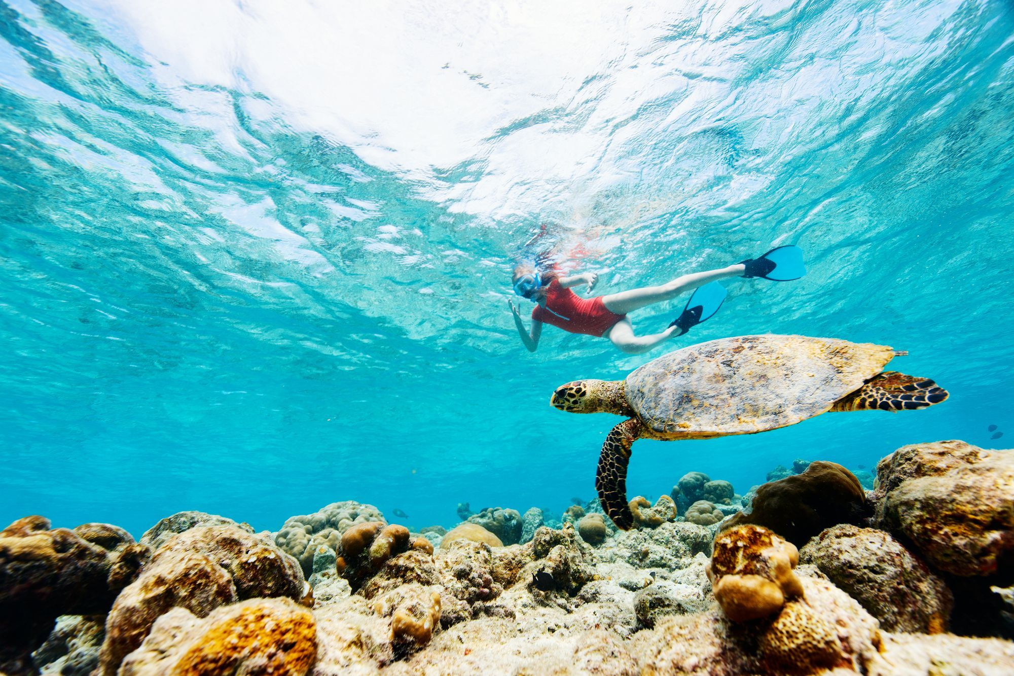 Snorkeling with Sea Turtle at Electric Beach, Kahe Point Beach Park