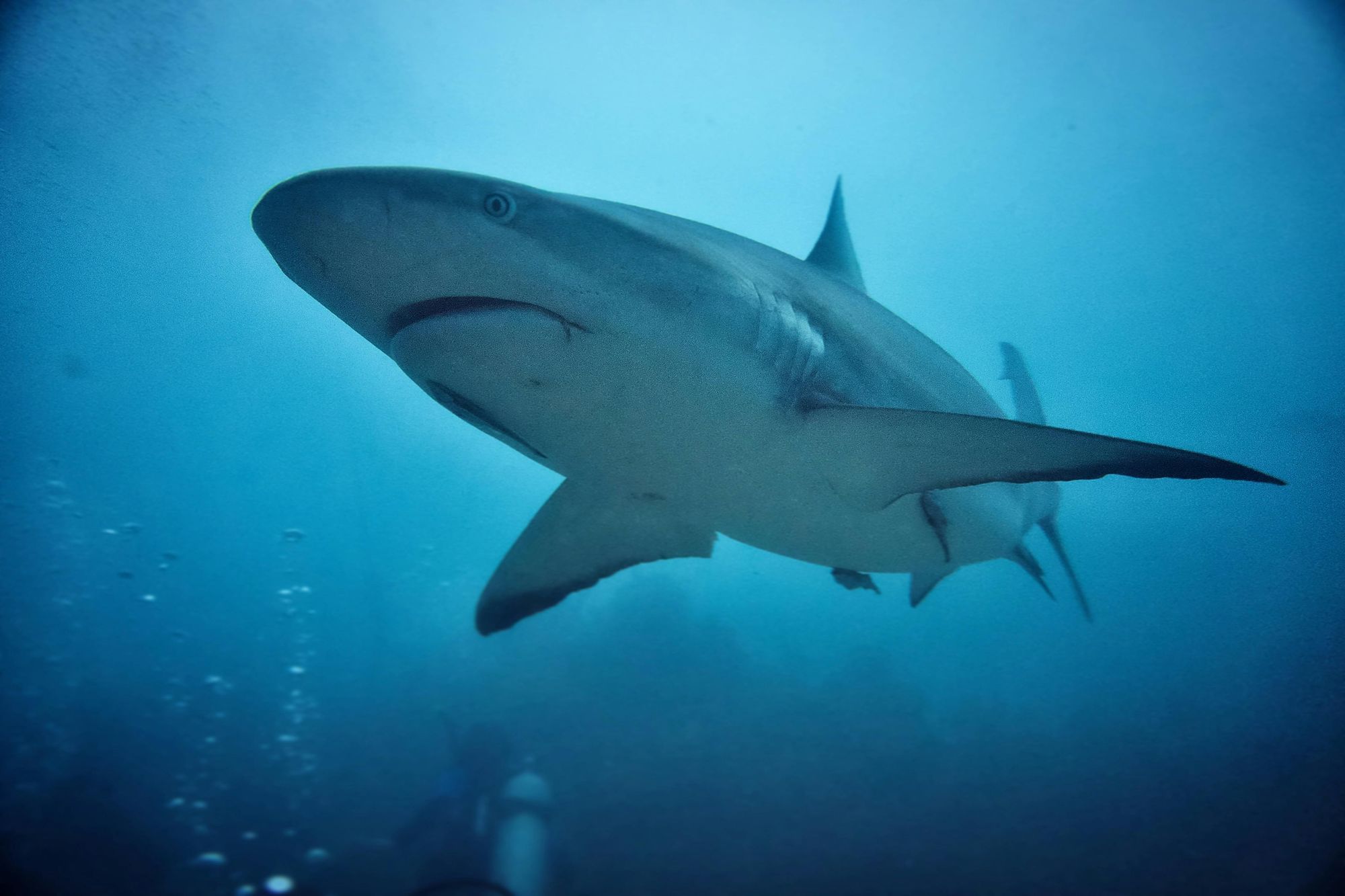 Reef Shark In Key West