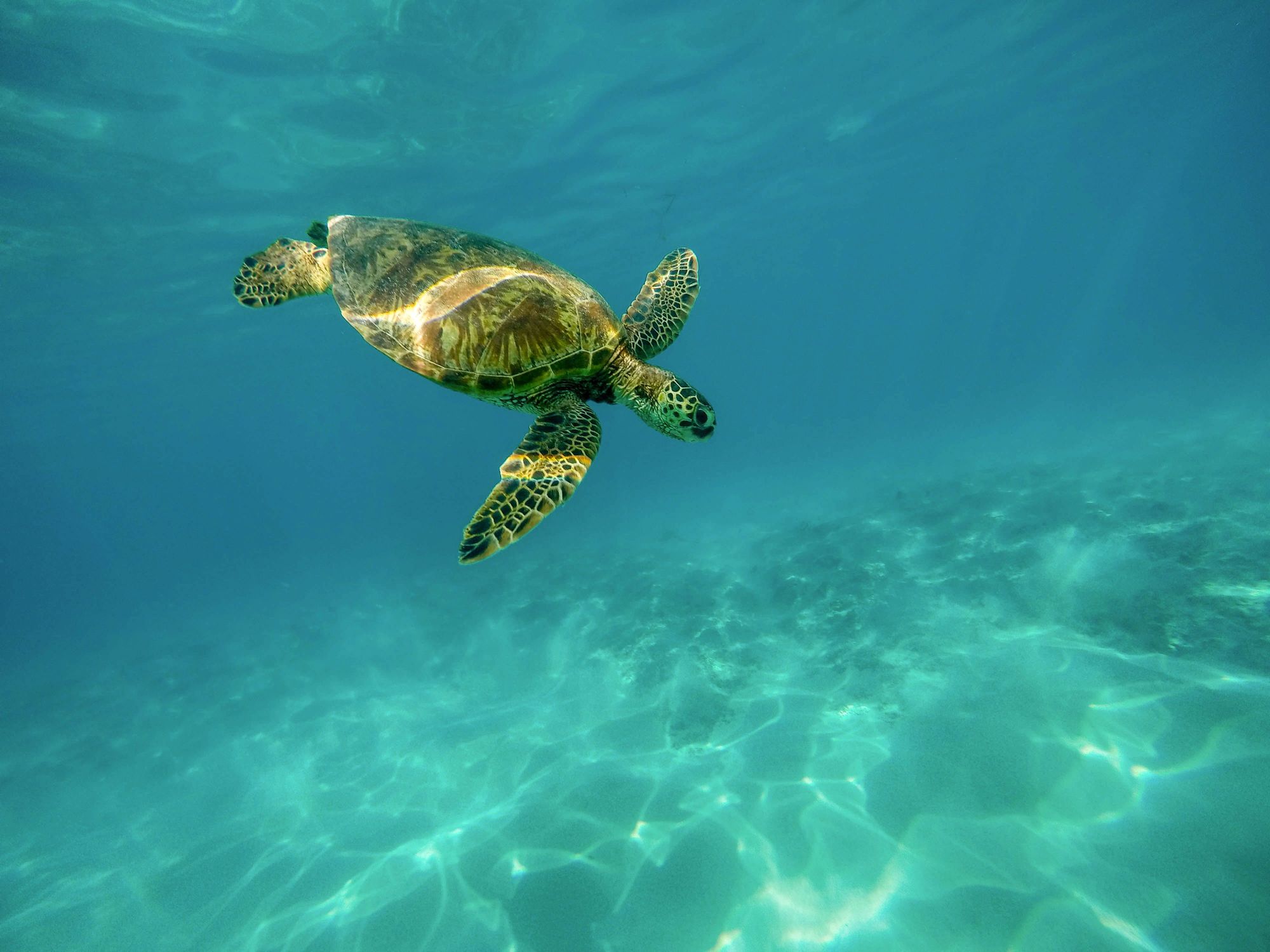 Green Turtle In Waikiki Beach