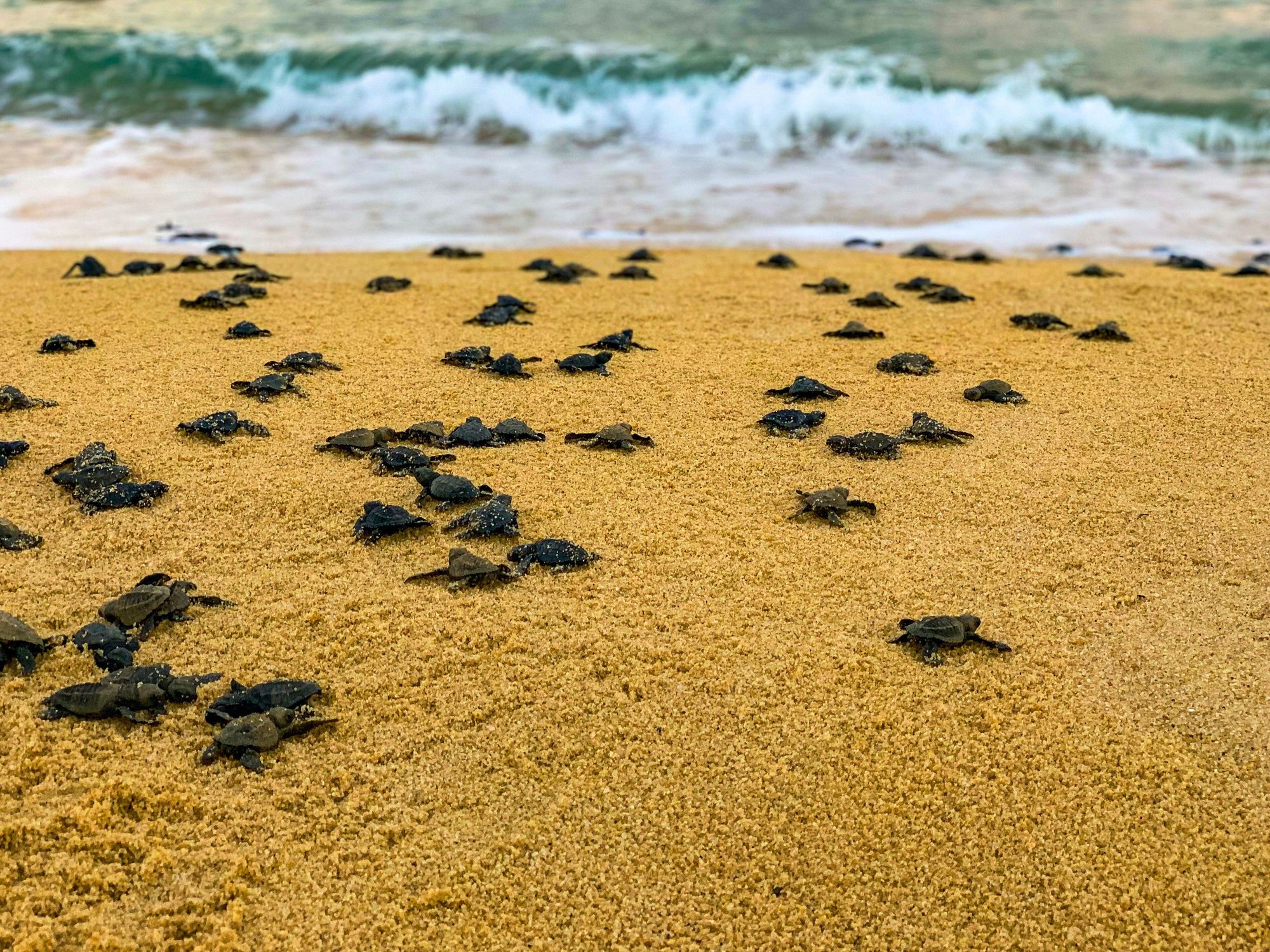 Key West Sea Turtle Nesting