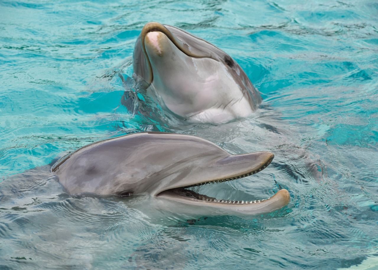 Dolphins At Little Duck Key