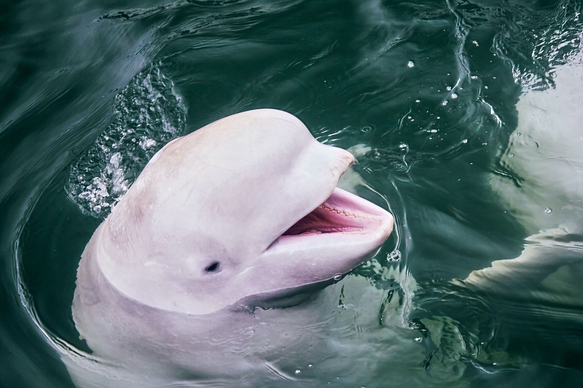 Beluga Whale In Alaska