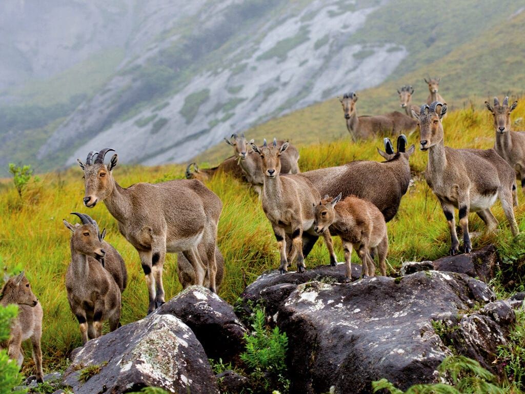 The Niligiri Tahr is an endangered species