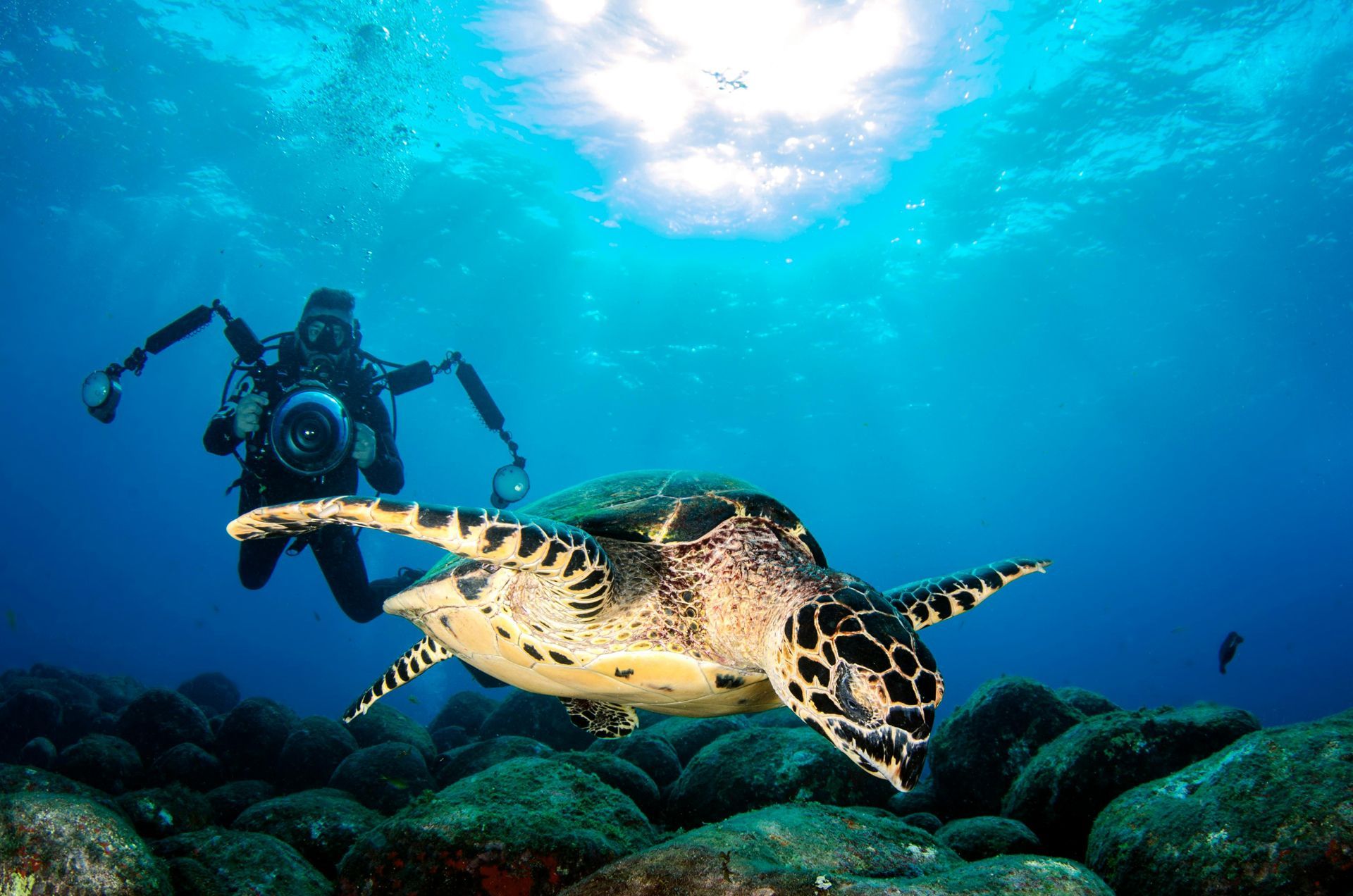 Underwater Camera - Capture Aquatic Wildlife
