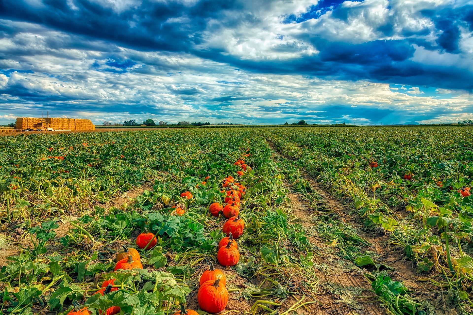 Pumpkin Patch Farm