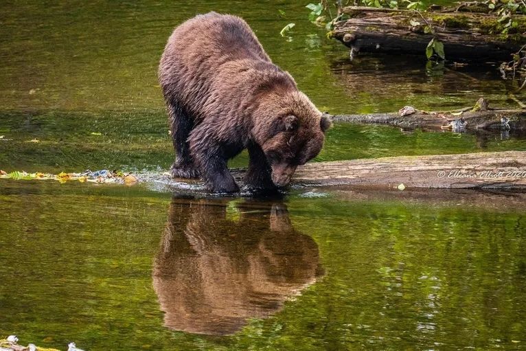 Best Bear Viewing Near Hoonah, Alaska