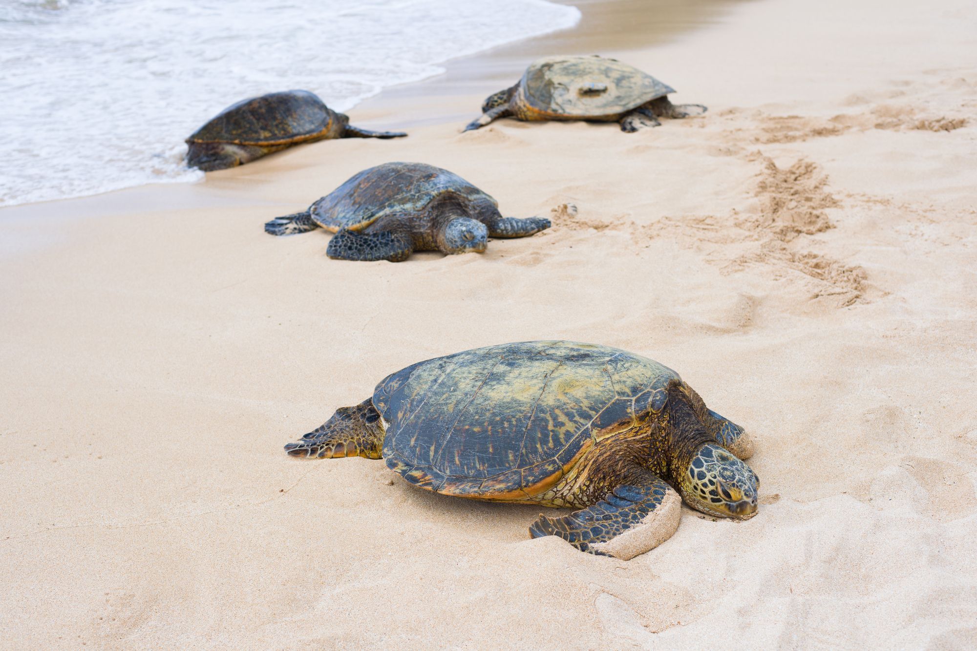 Sea Turtles In Turtle Bay