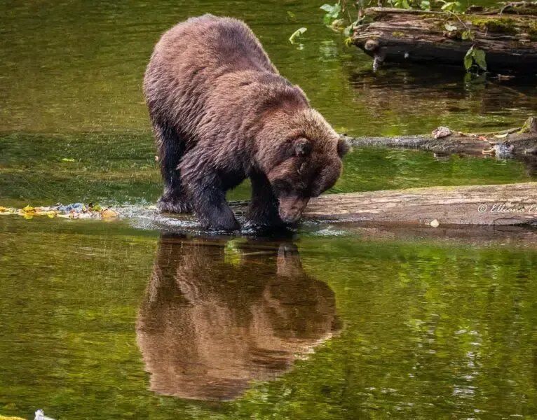 Bear Try To Catch Salmon