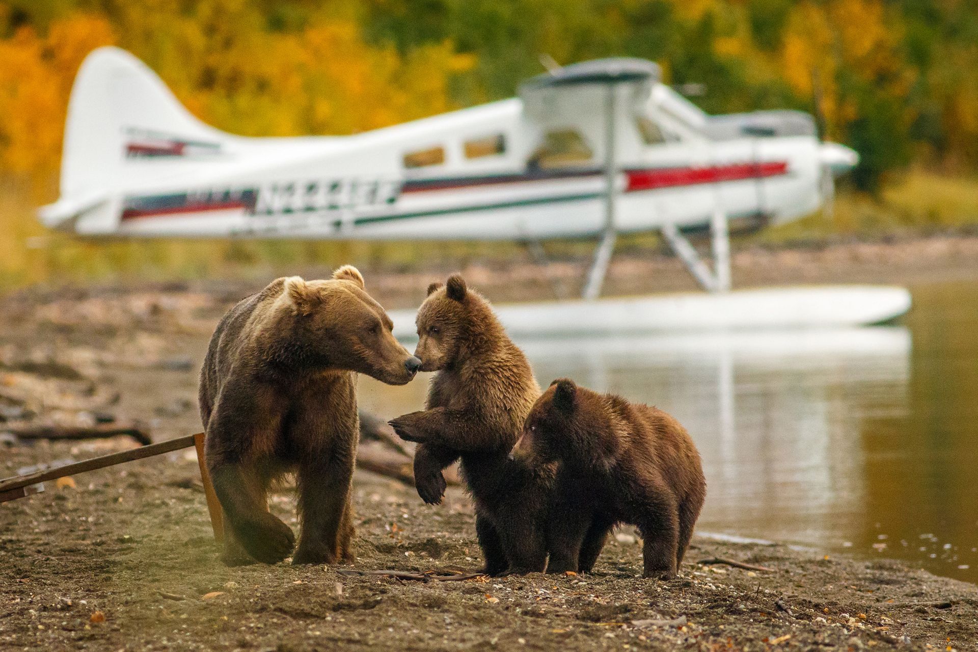 Bear Viewing Tours On Your Alaska Cruise