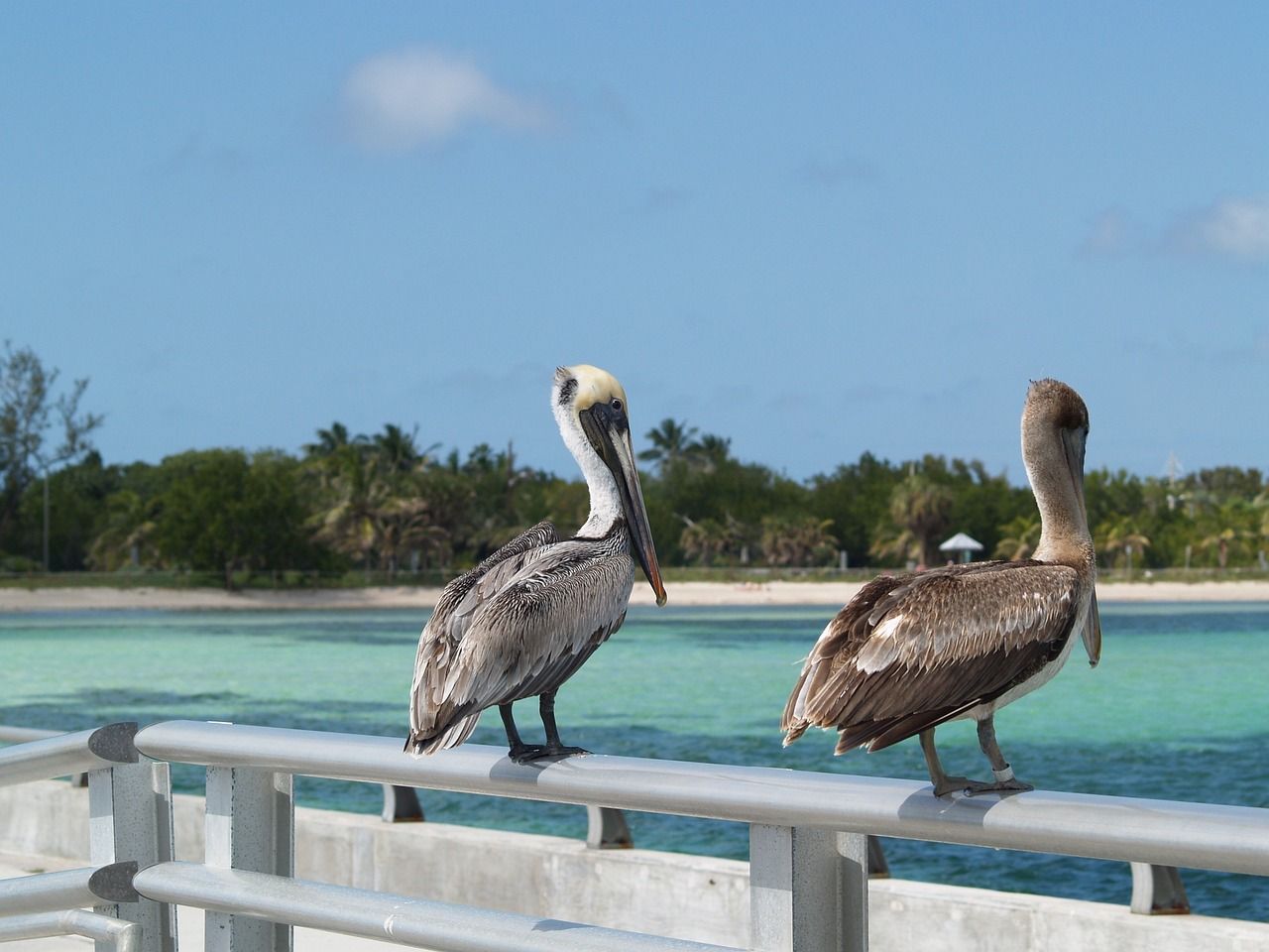 Brown Pelicans